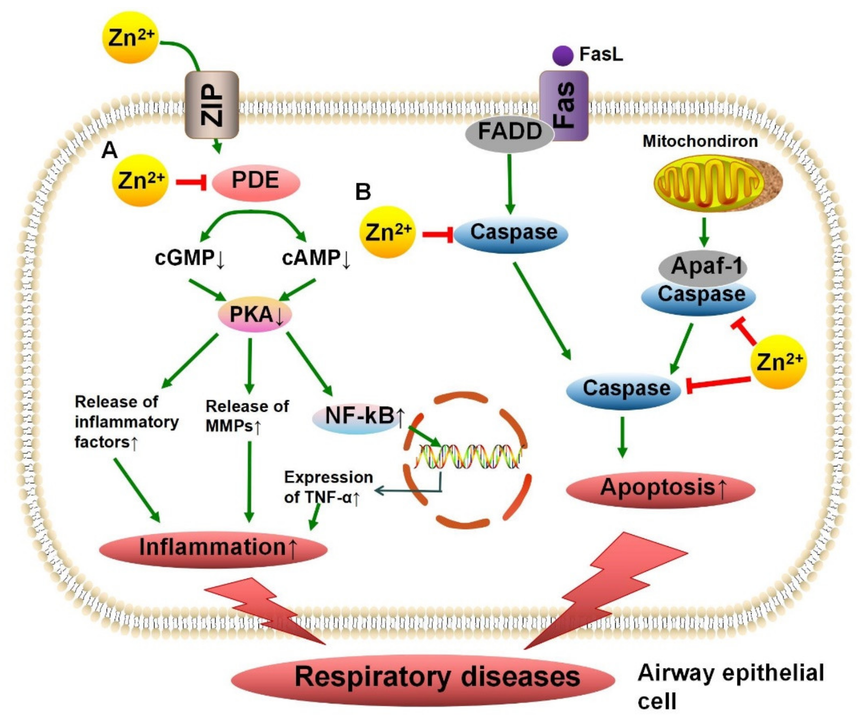 Nutrients 13 04456 g003
