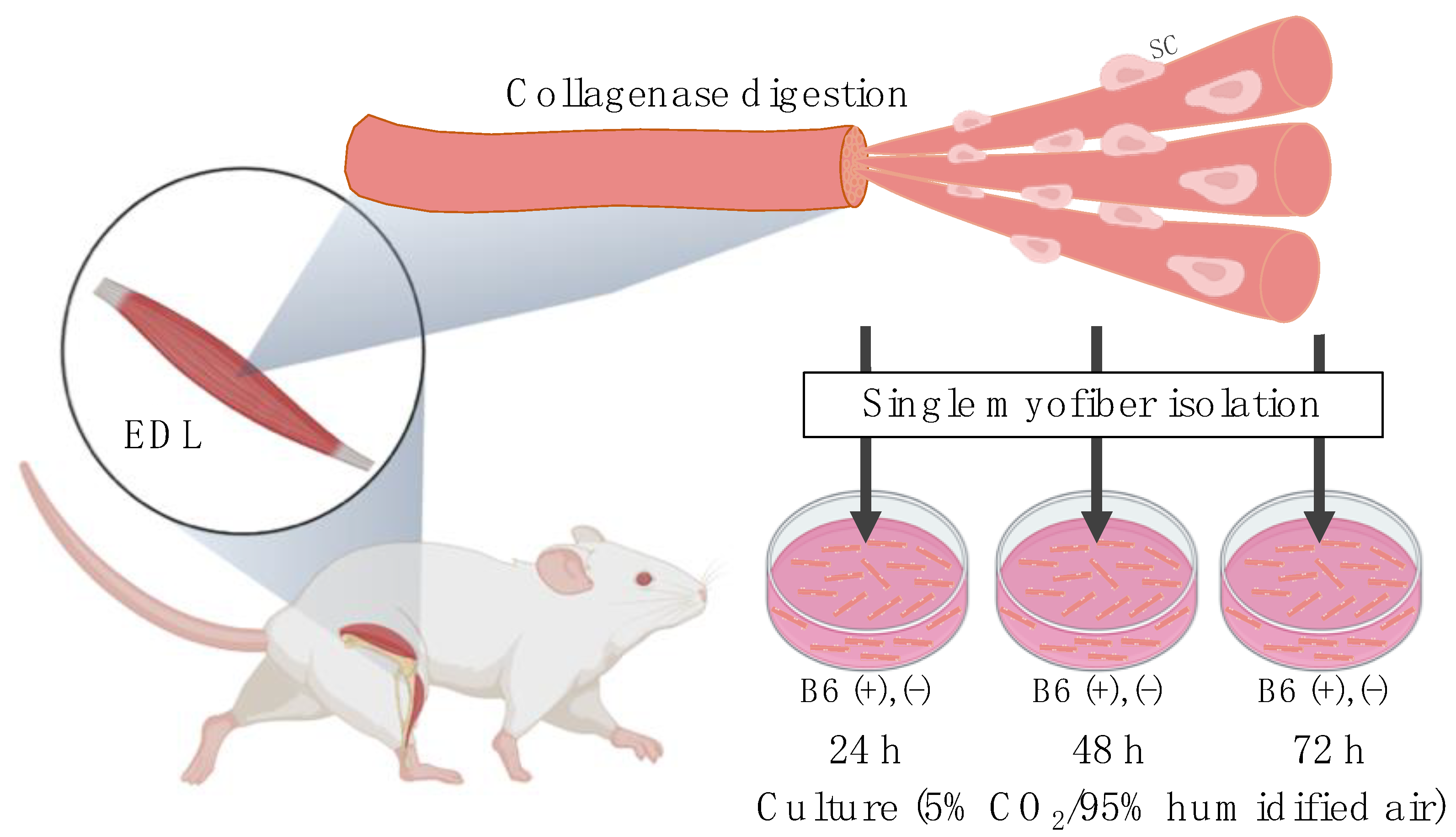 Nutrients 13 04531 g001