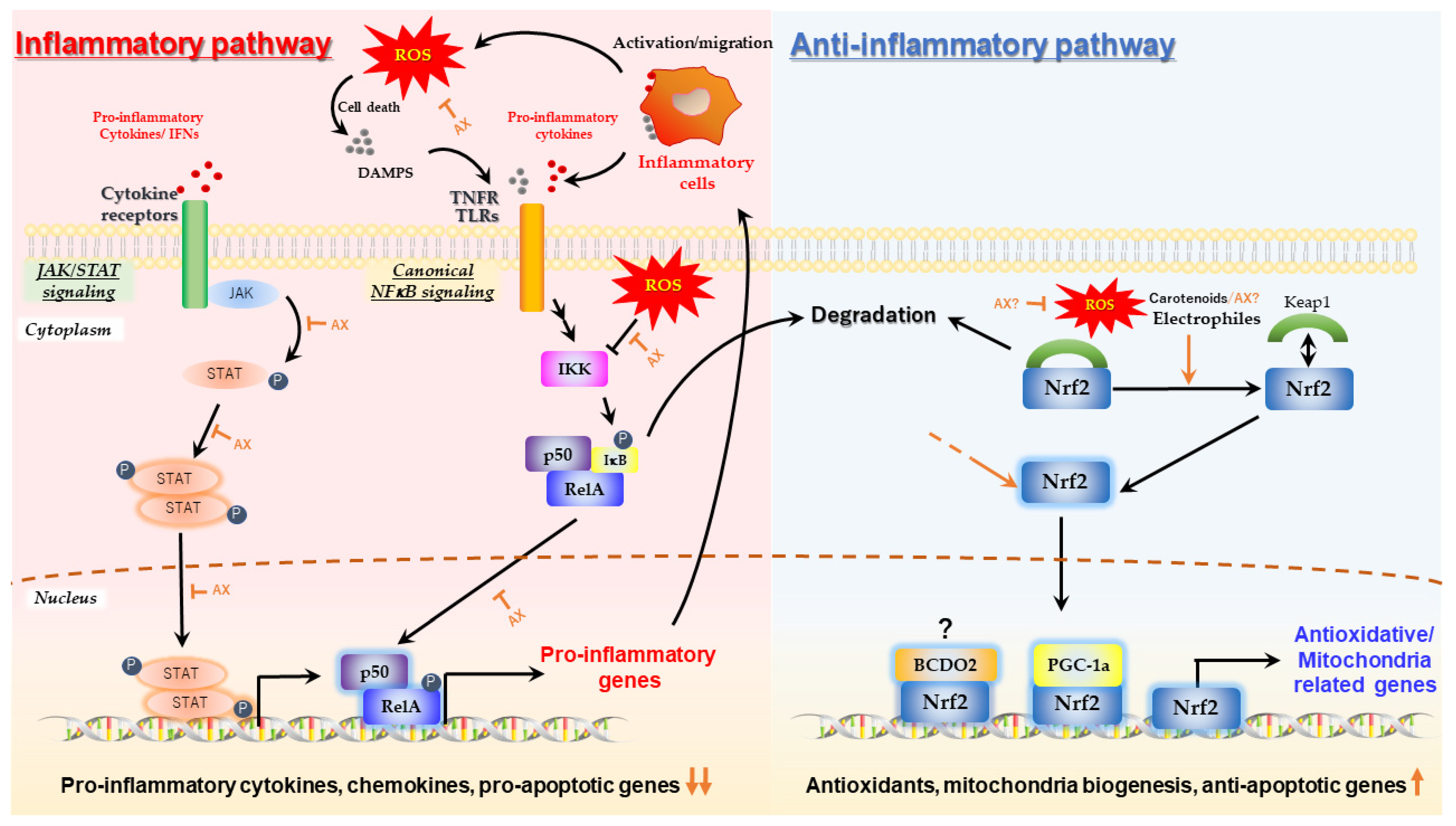 Nutrients 14 00107 g003