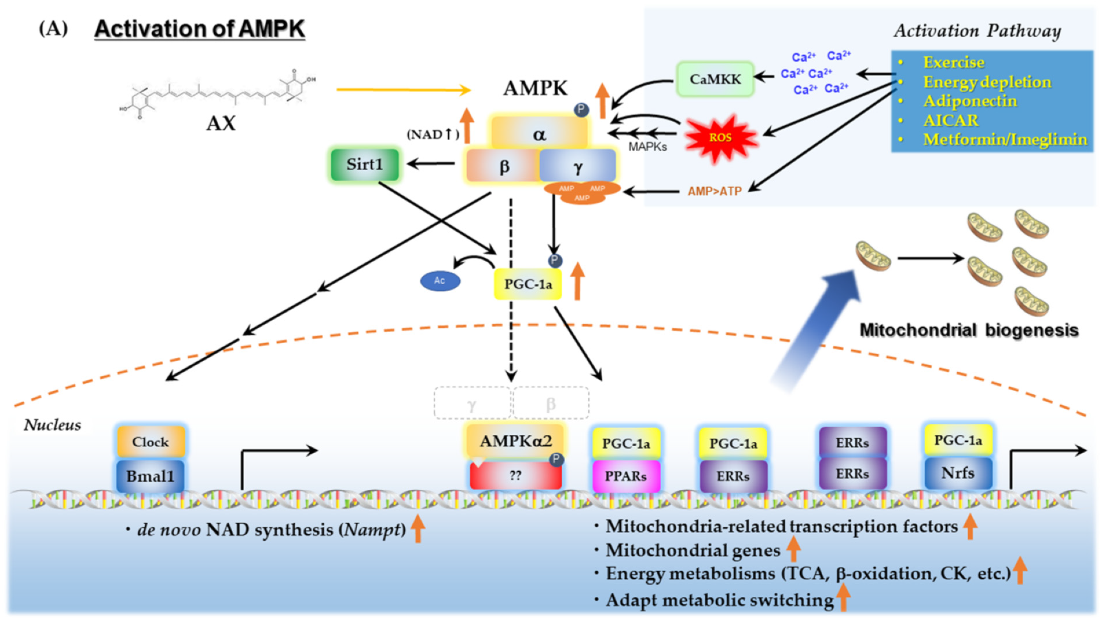 Nutrients 14 00107 g004a