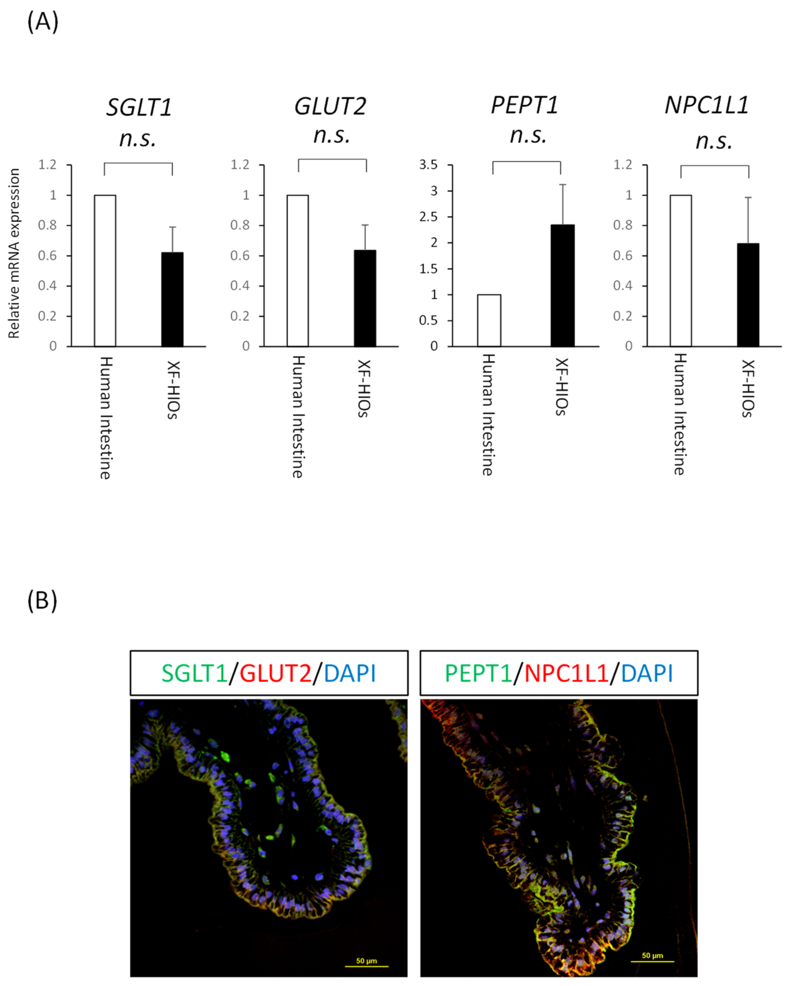 Nutrients 14 00438 g002 Nutrients 14 00438 g002