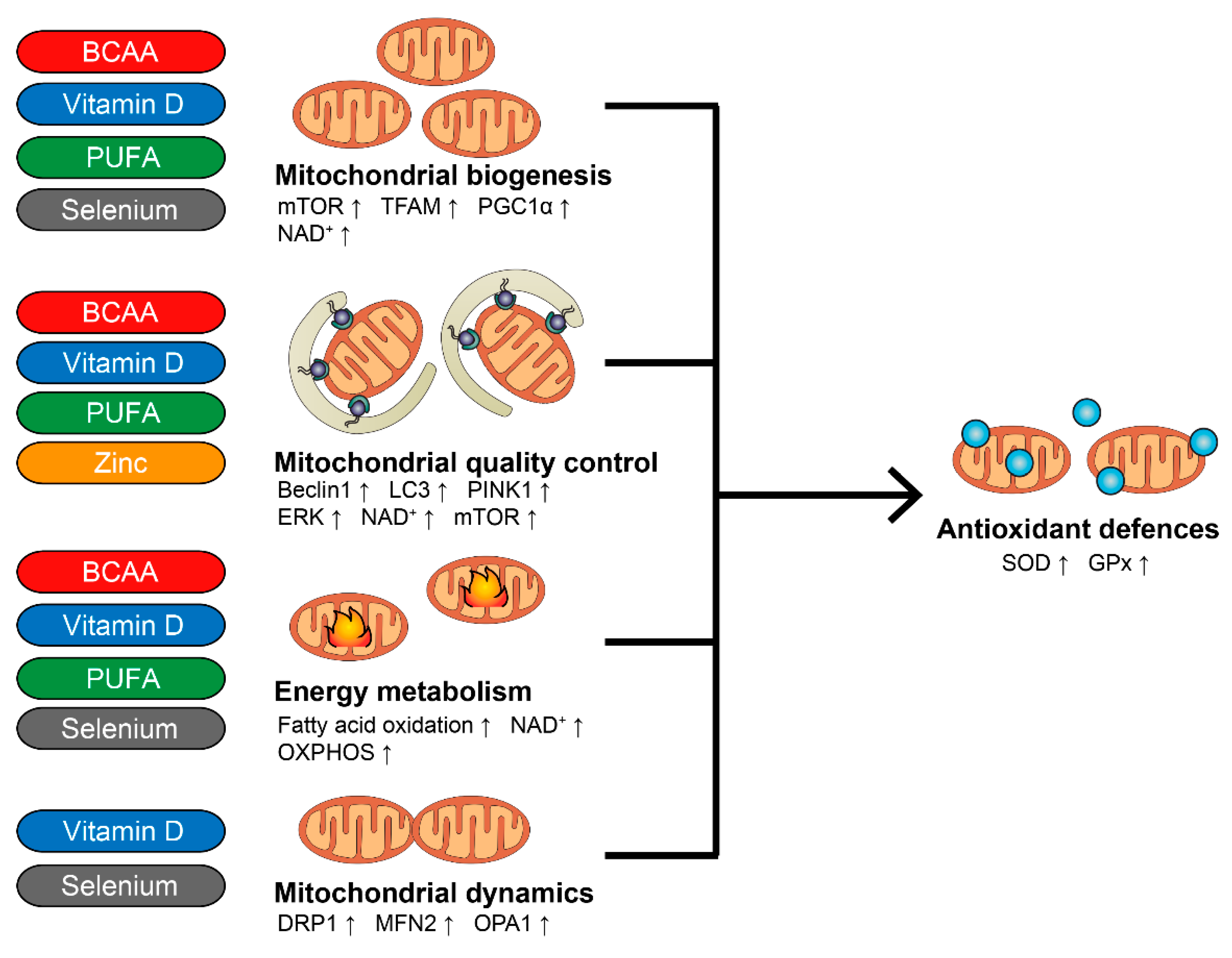 Nutrients 14 00483 g003 Nutrients 14 00483 g003