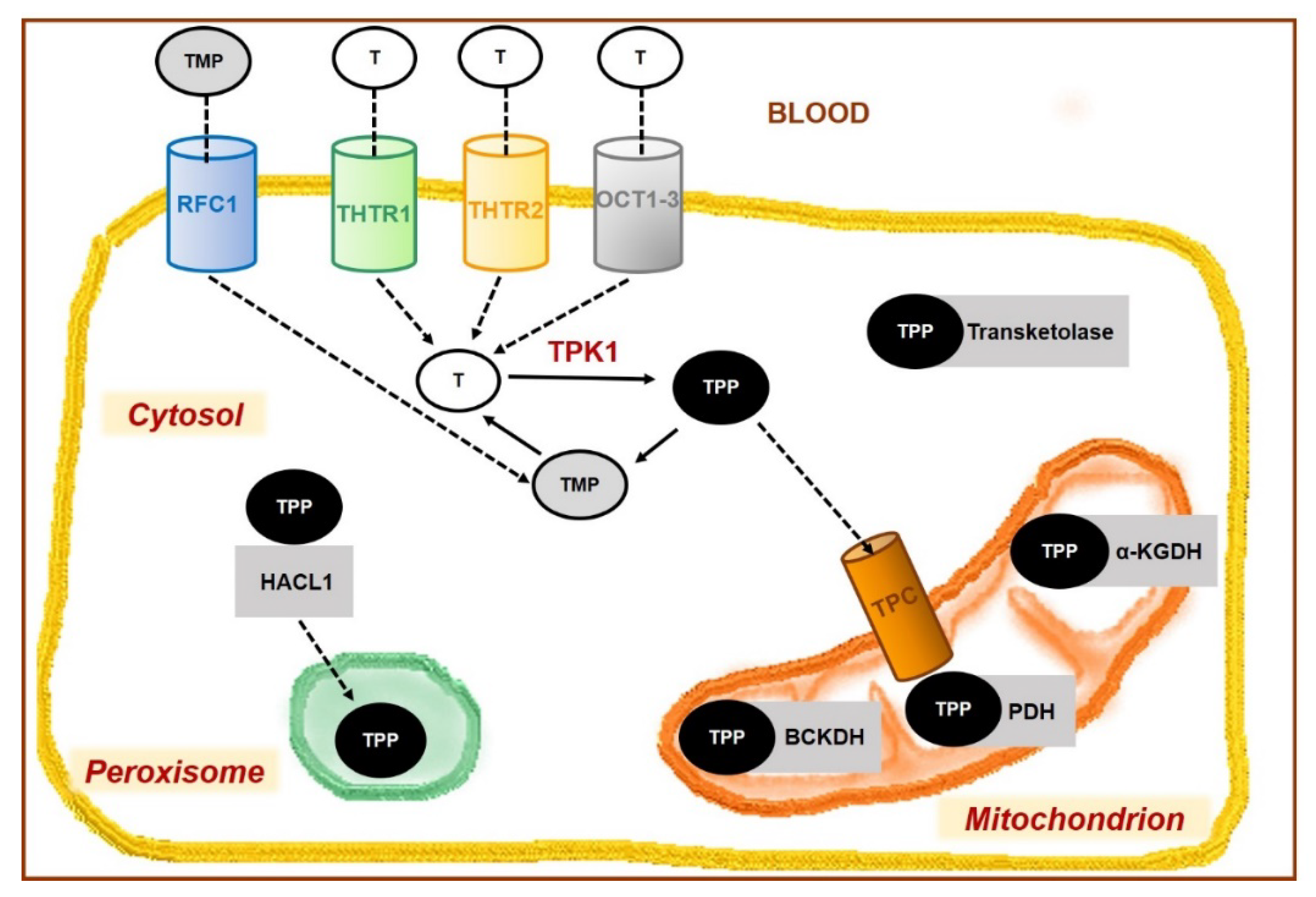 Nutrients 14 00484 g003