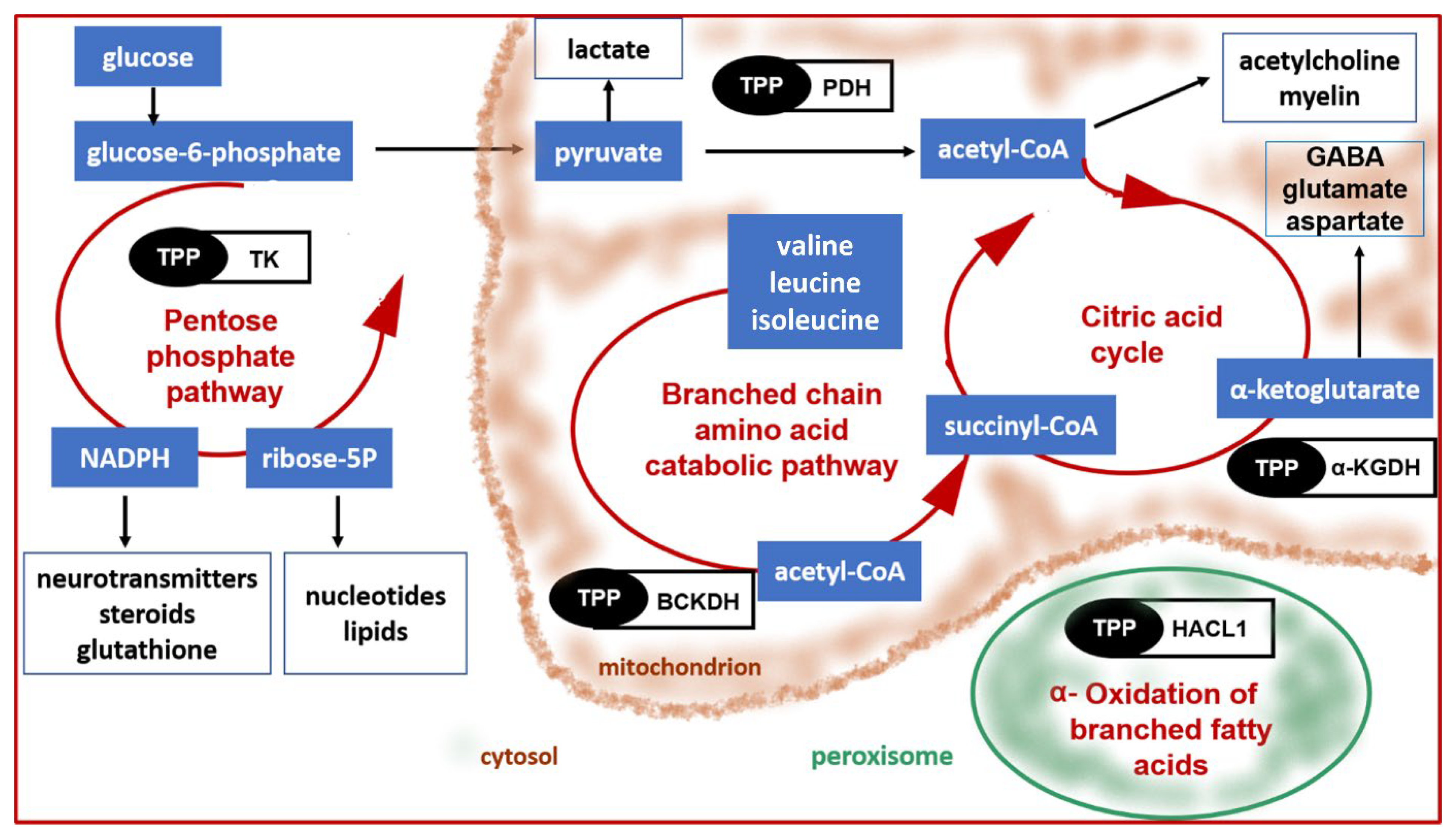 Nutrients 14 00484 g004