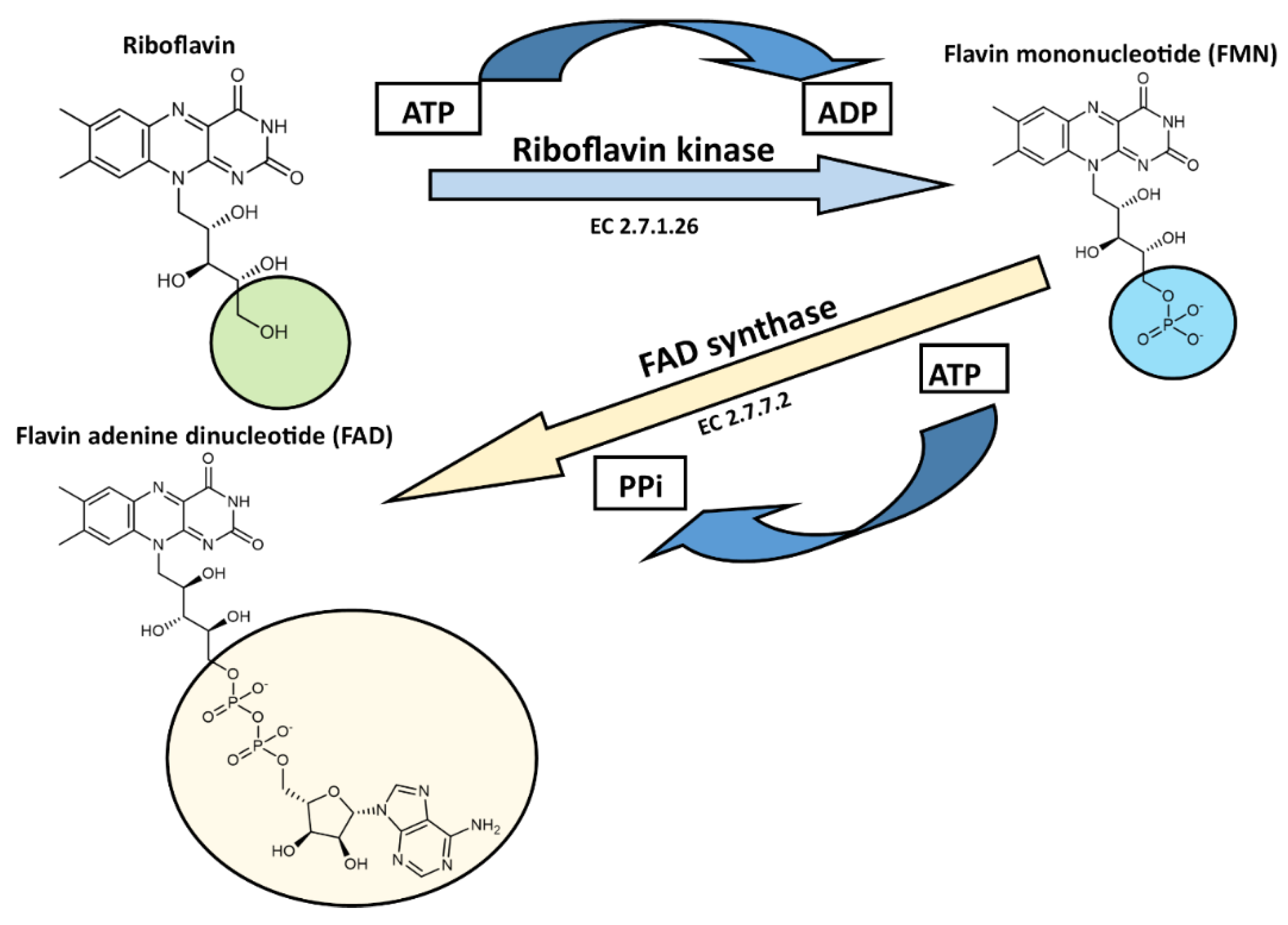 Nutrients 14 00484 g008