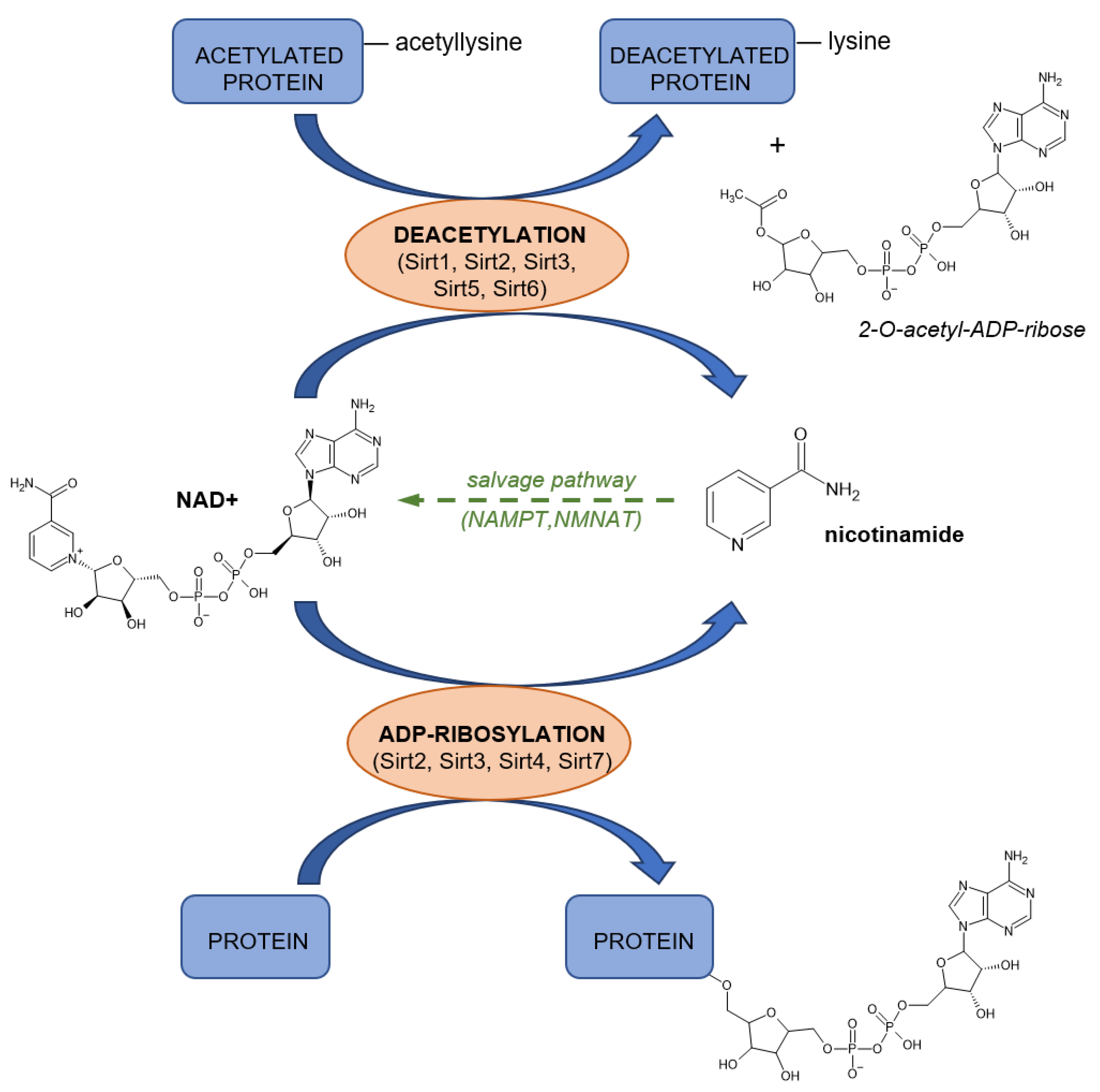 Nutrients 14 00484 g011