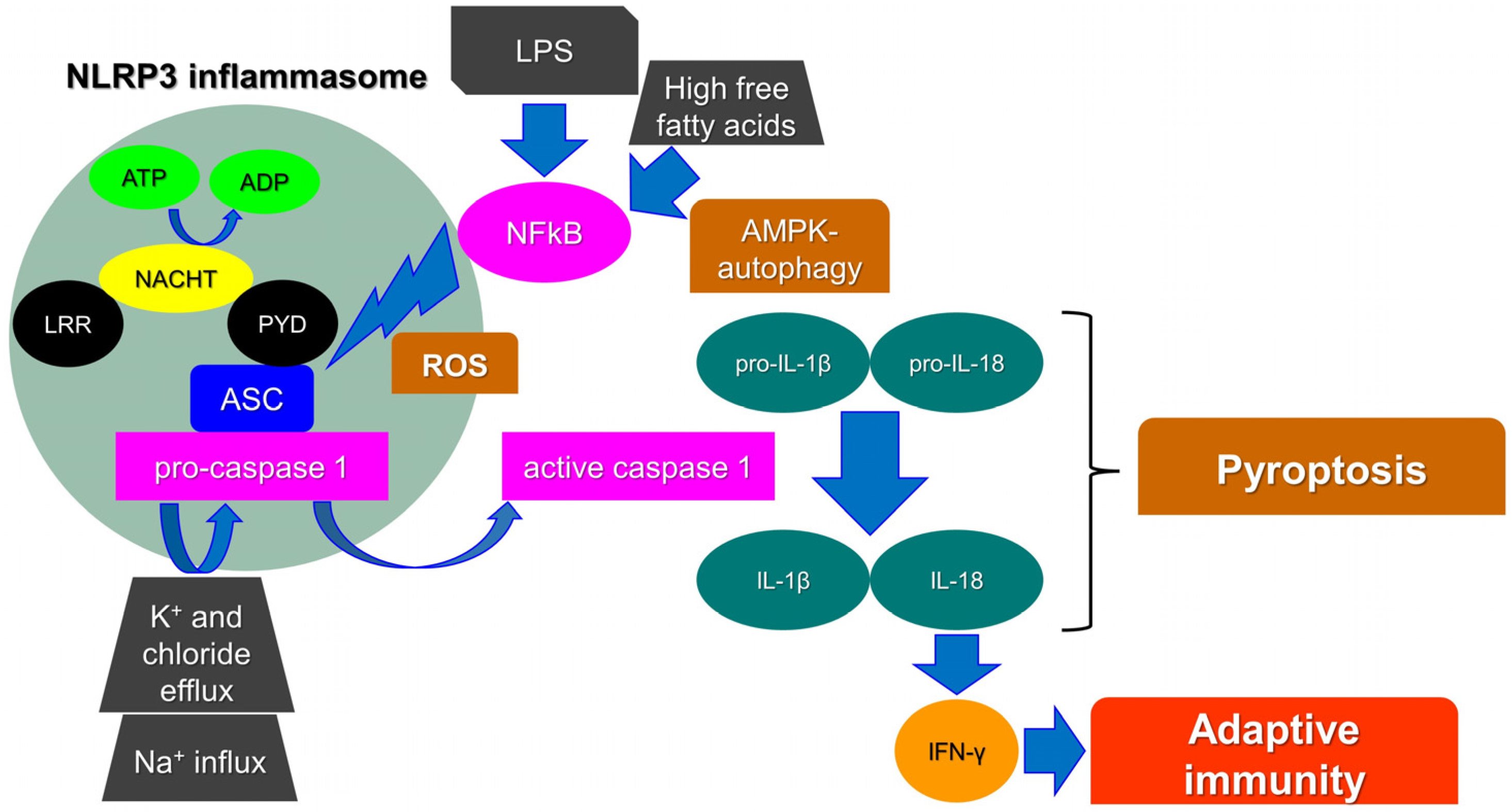 Nutrients 14 00490 g001