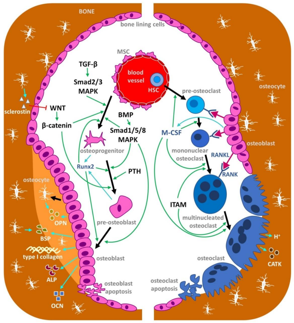 Nutrients 14 00523 g001