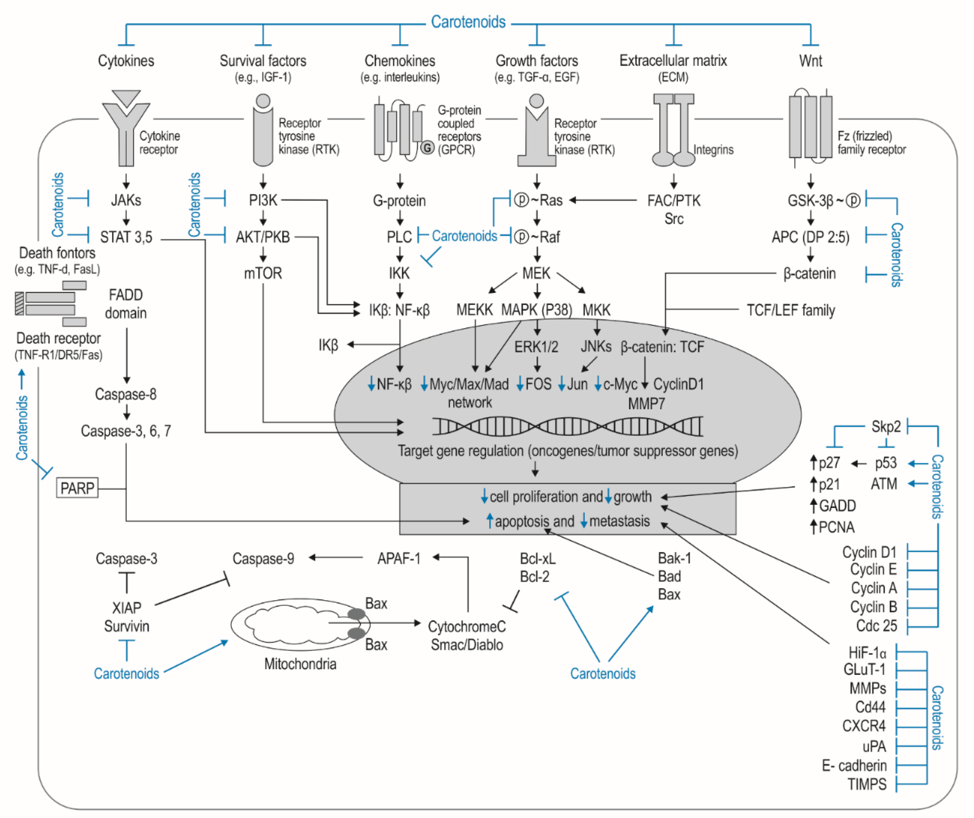 Nutrients 14 00531 g003