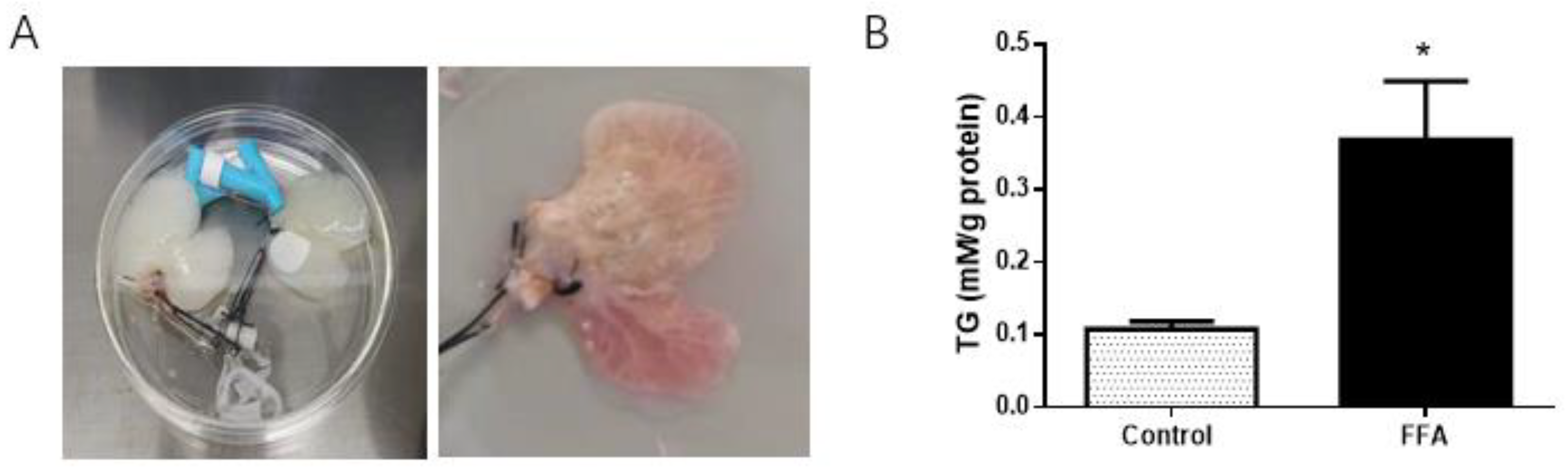 Nutrients 14 00541 g001