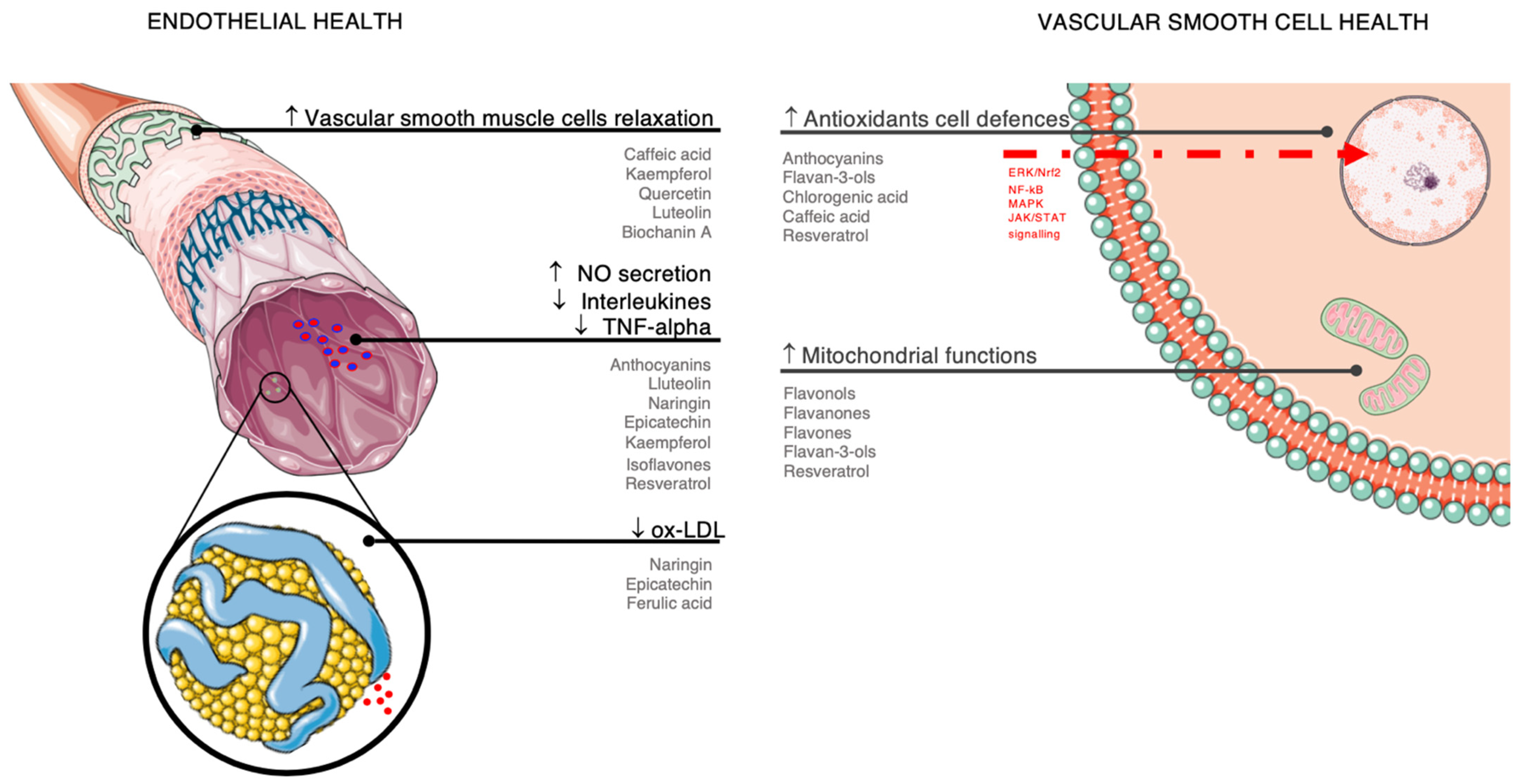 Nutrients 14 00545 g003