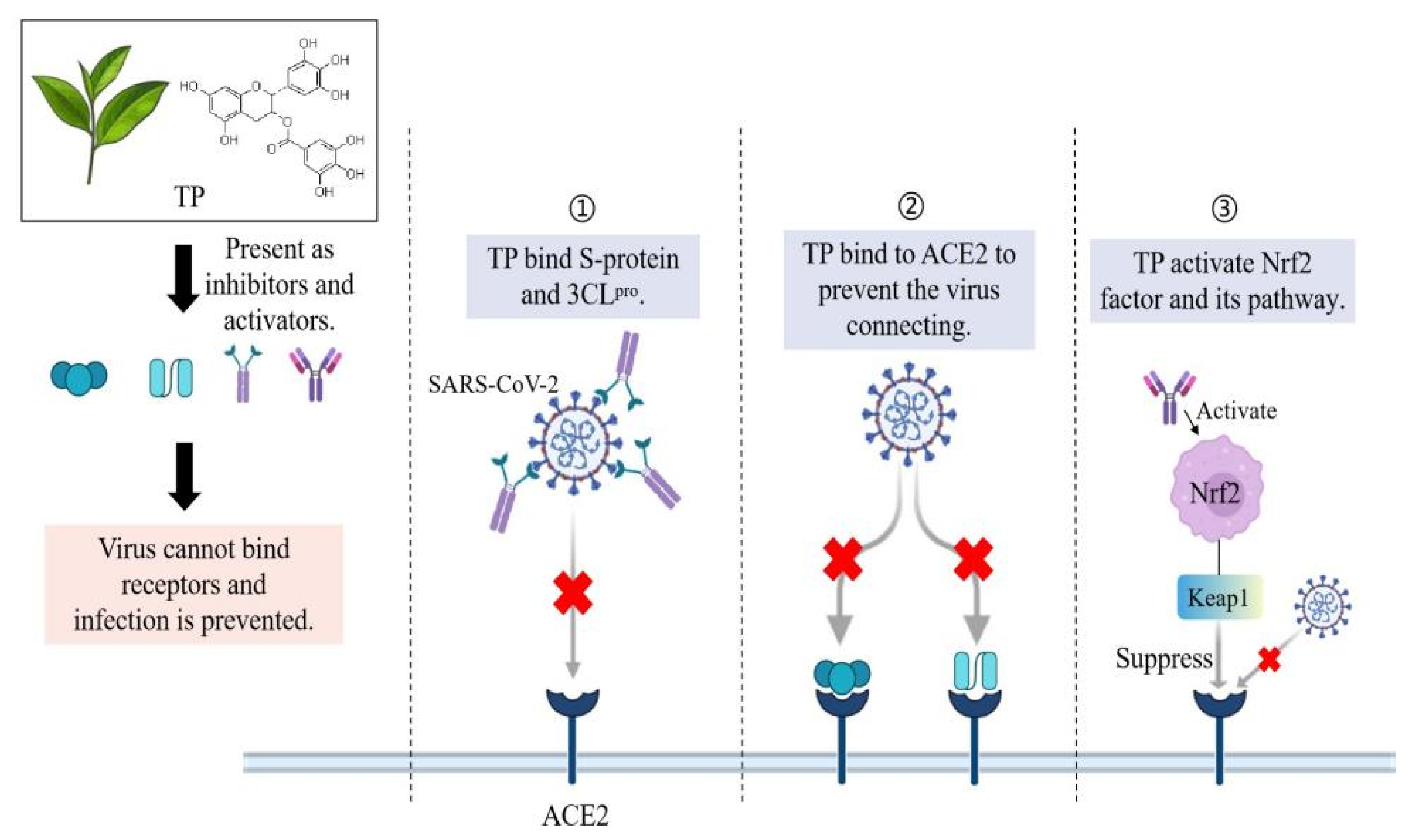 Nutrients 14 00550 g003