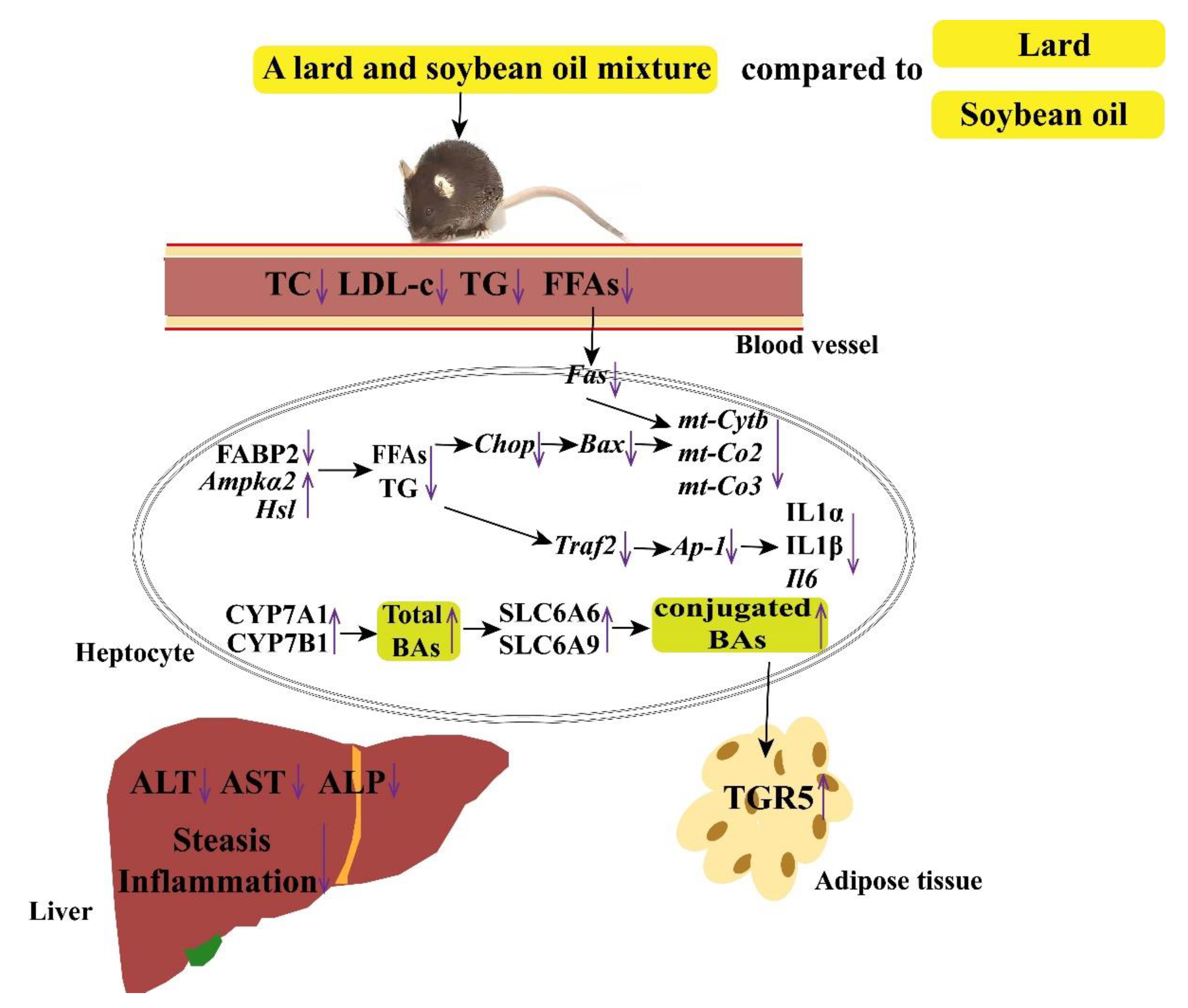 Nutrients 14 00560 g011