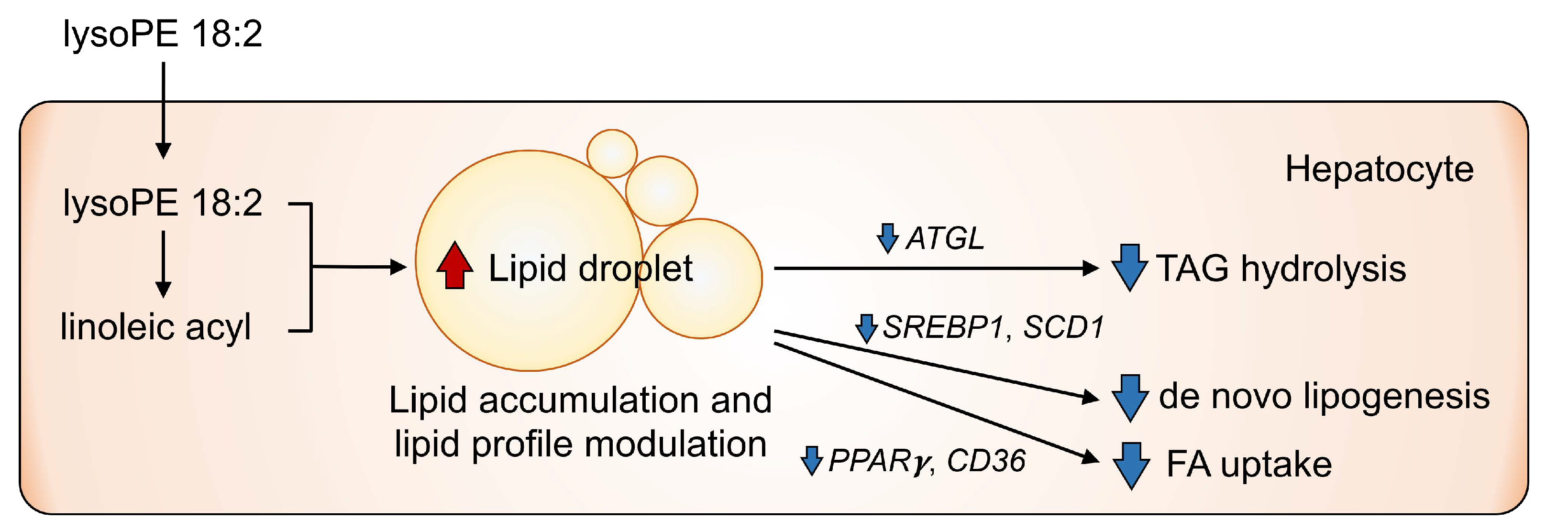 Nutrients 14 00579 g008
