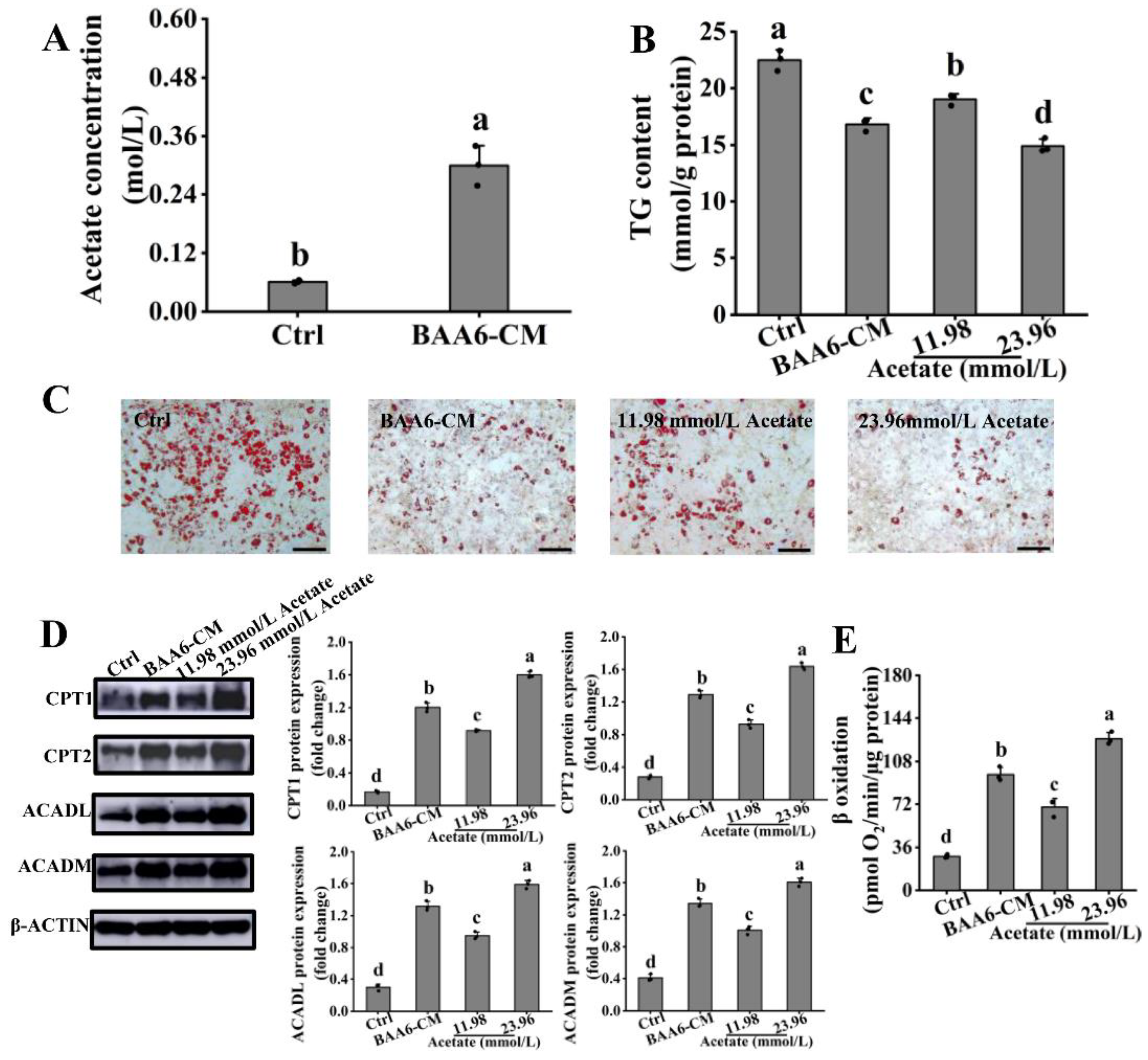 Nutrients 14 00598 g004 Nutrients 14 00598 g004