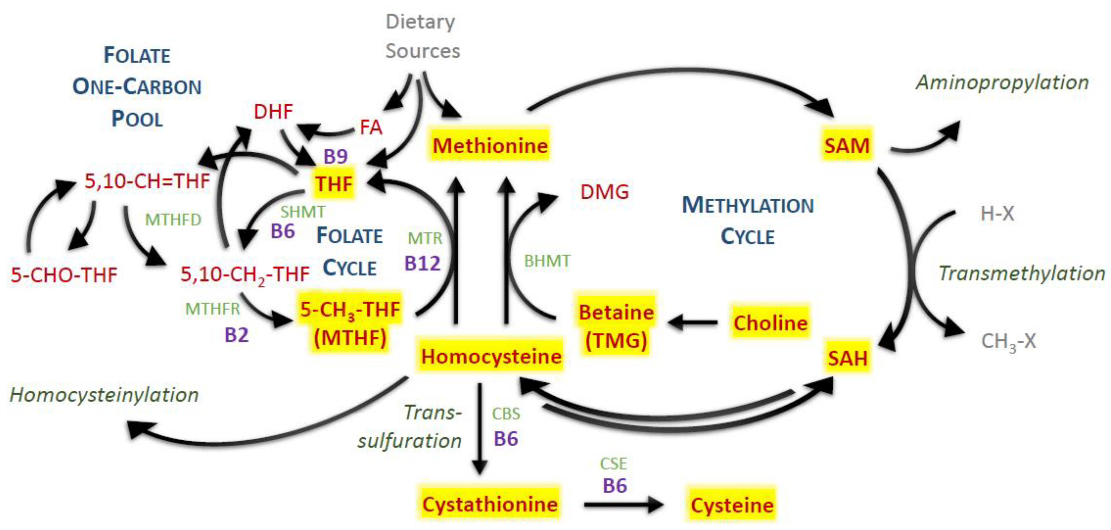 Nutrients 14 00599 g001