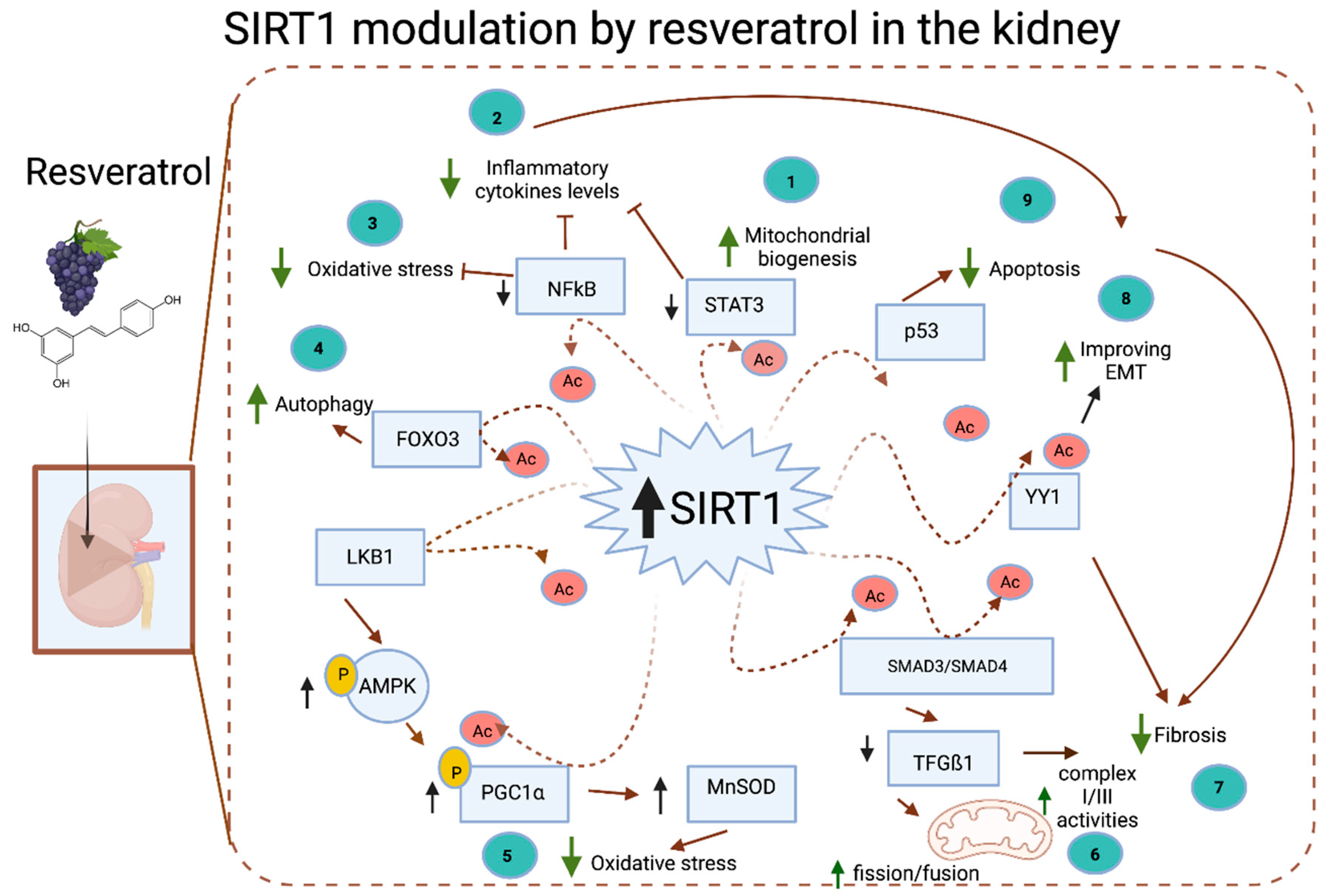 Nutrients 14 00653 g004 Nutrients 14 00653 g004