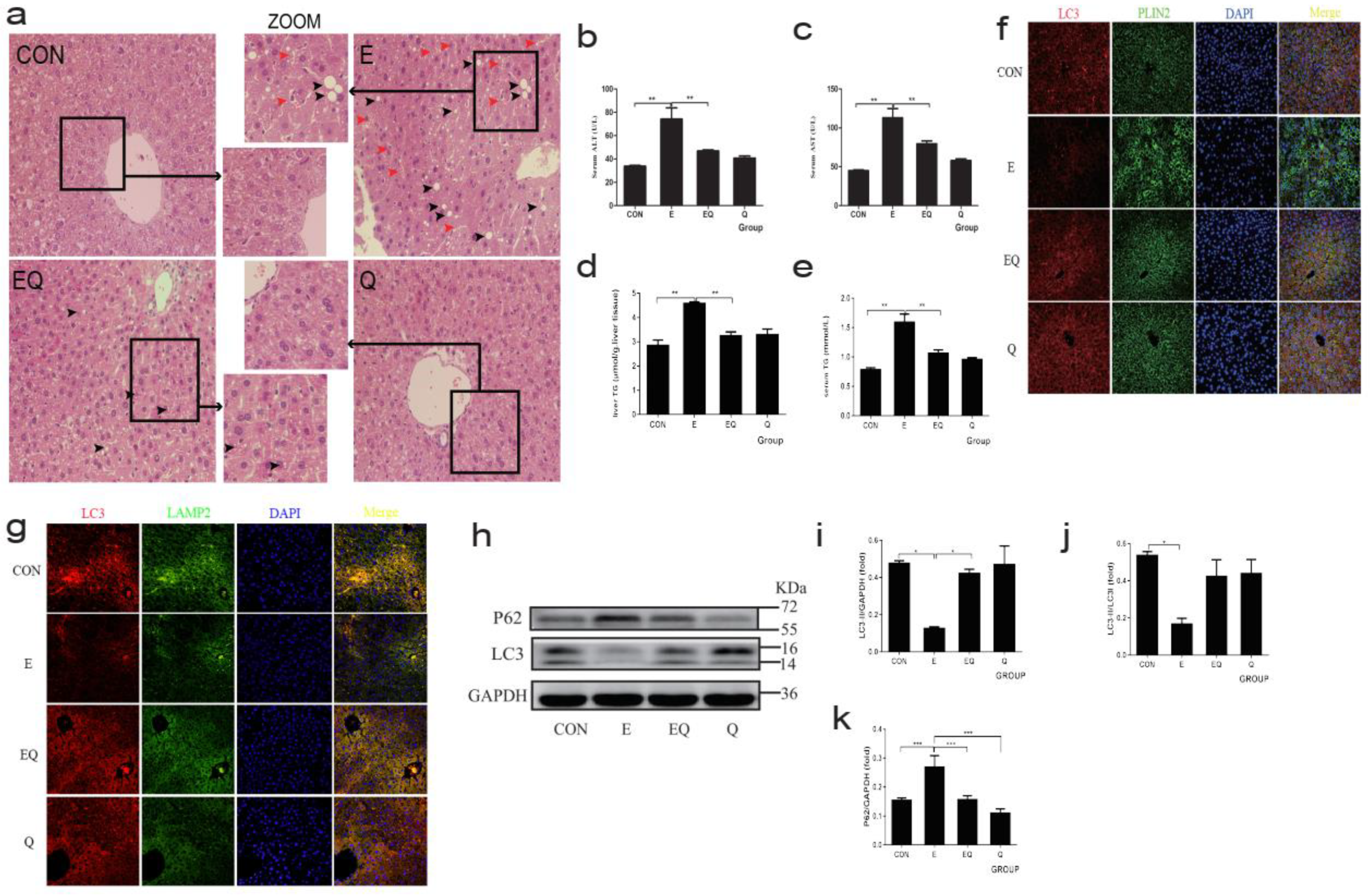 Nutrients 14 00658 g001 Nutrients 14 00658 g001