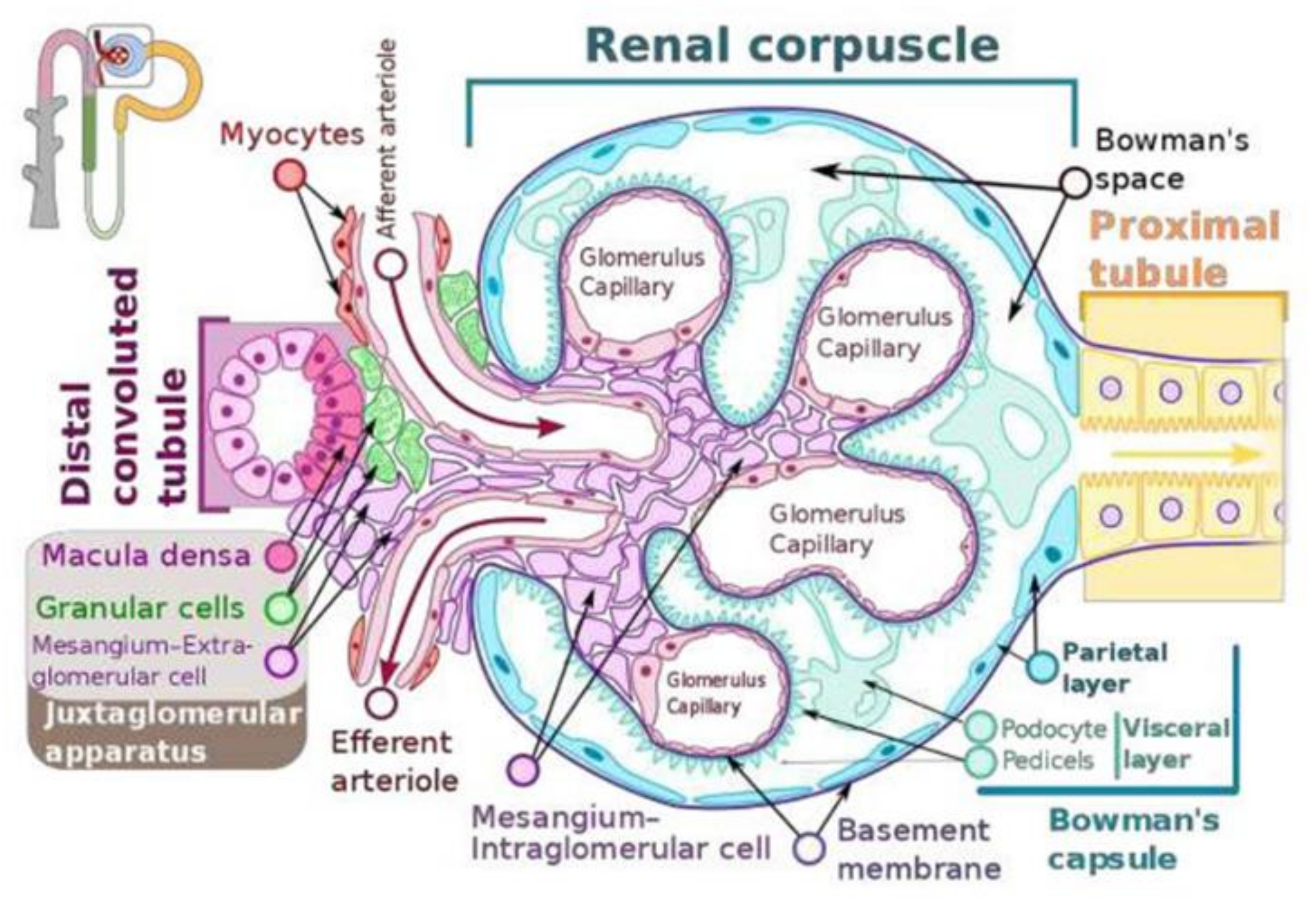 Nutrients 14 00749 g001