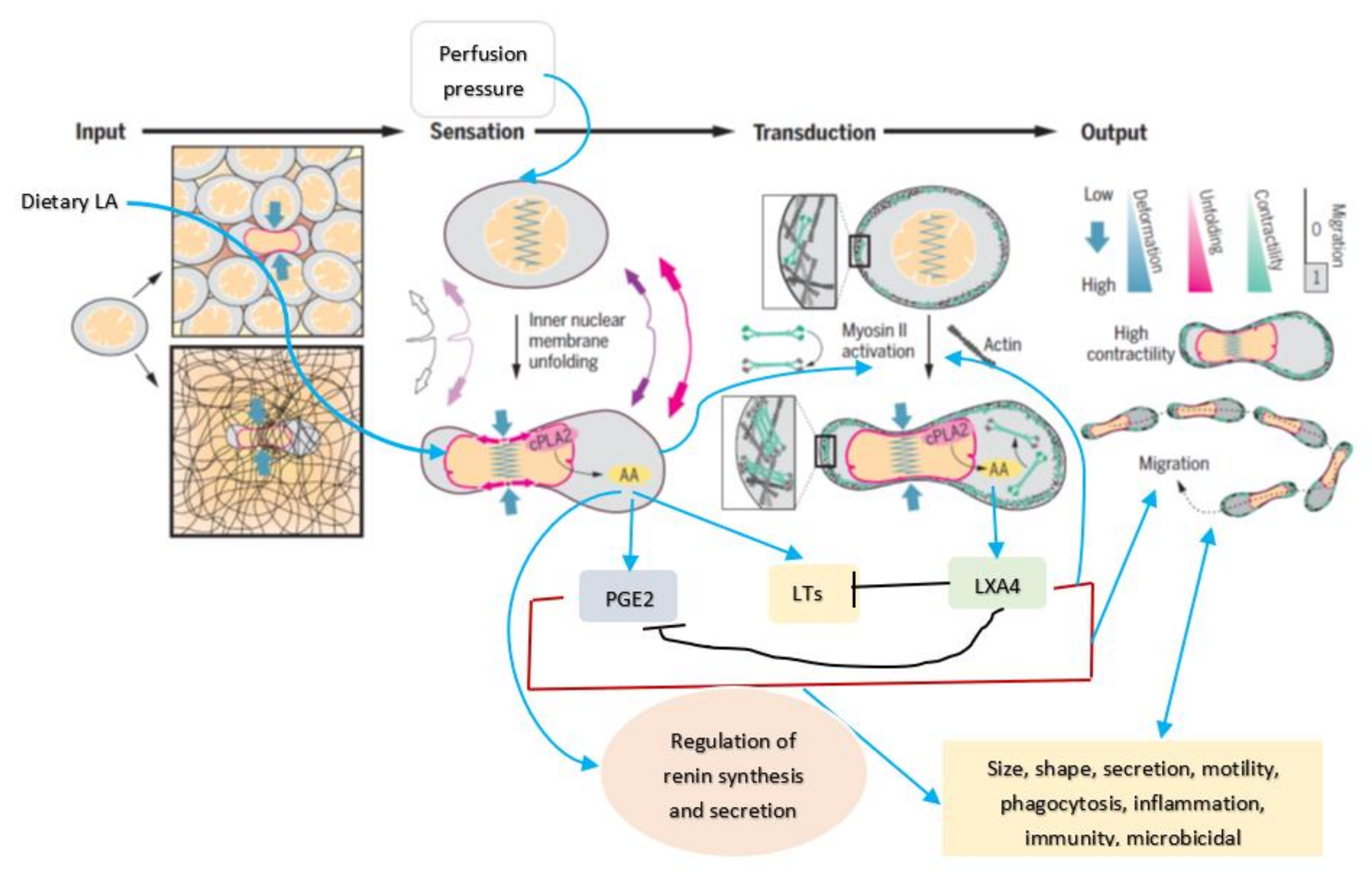 Nutrients 14 00749 g004