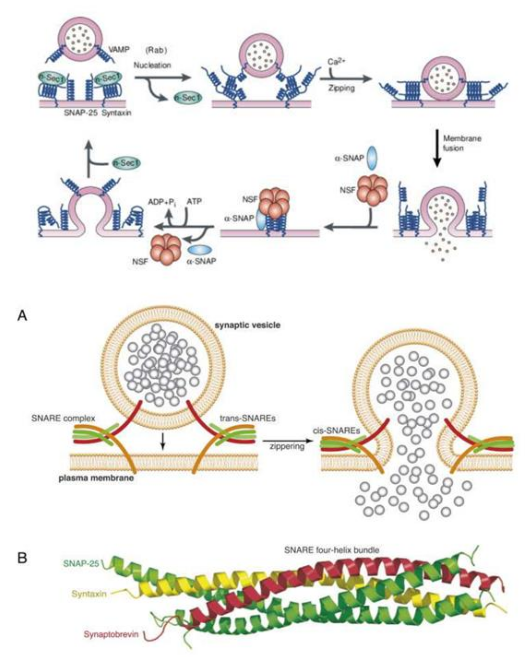 Nutrients 14 00749 g007