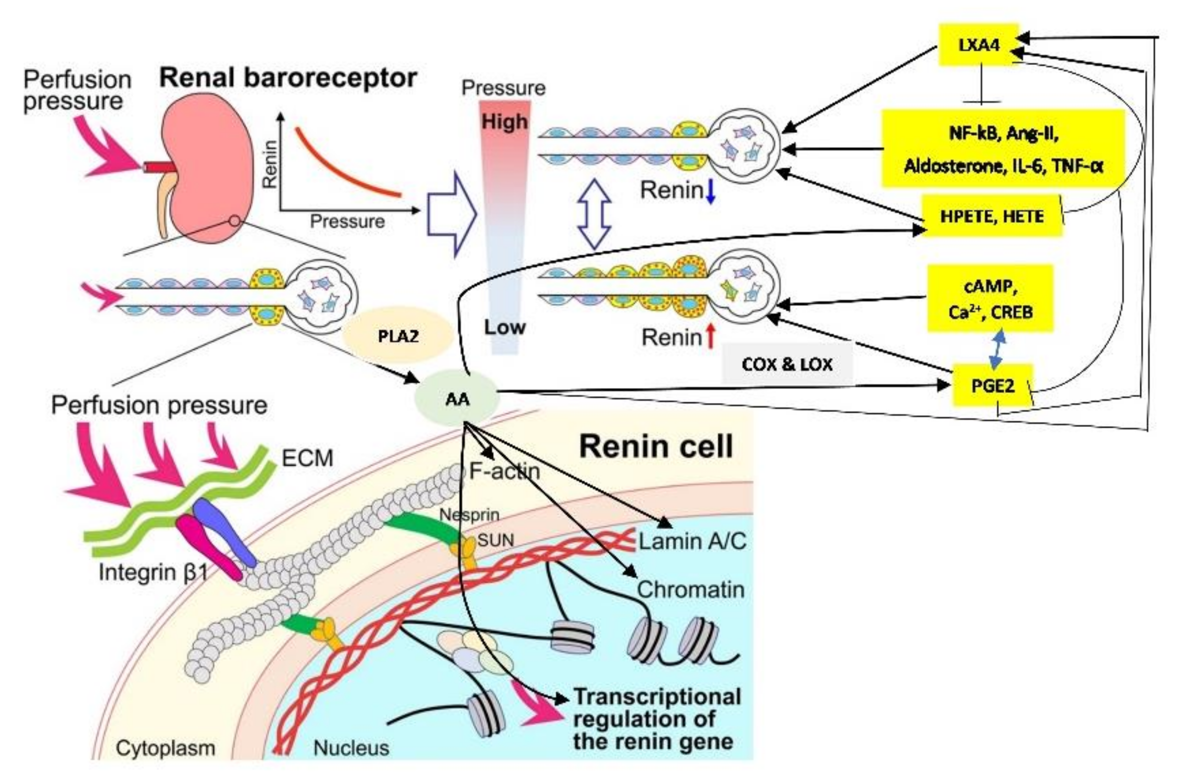 Nutrients 14 00749 g008