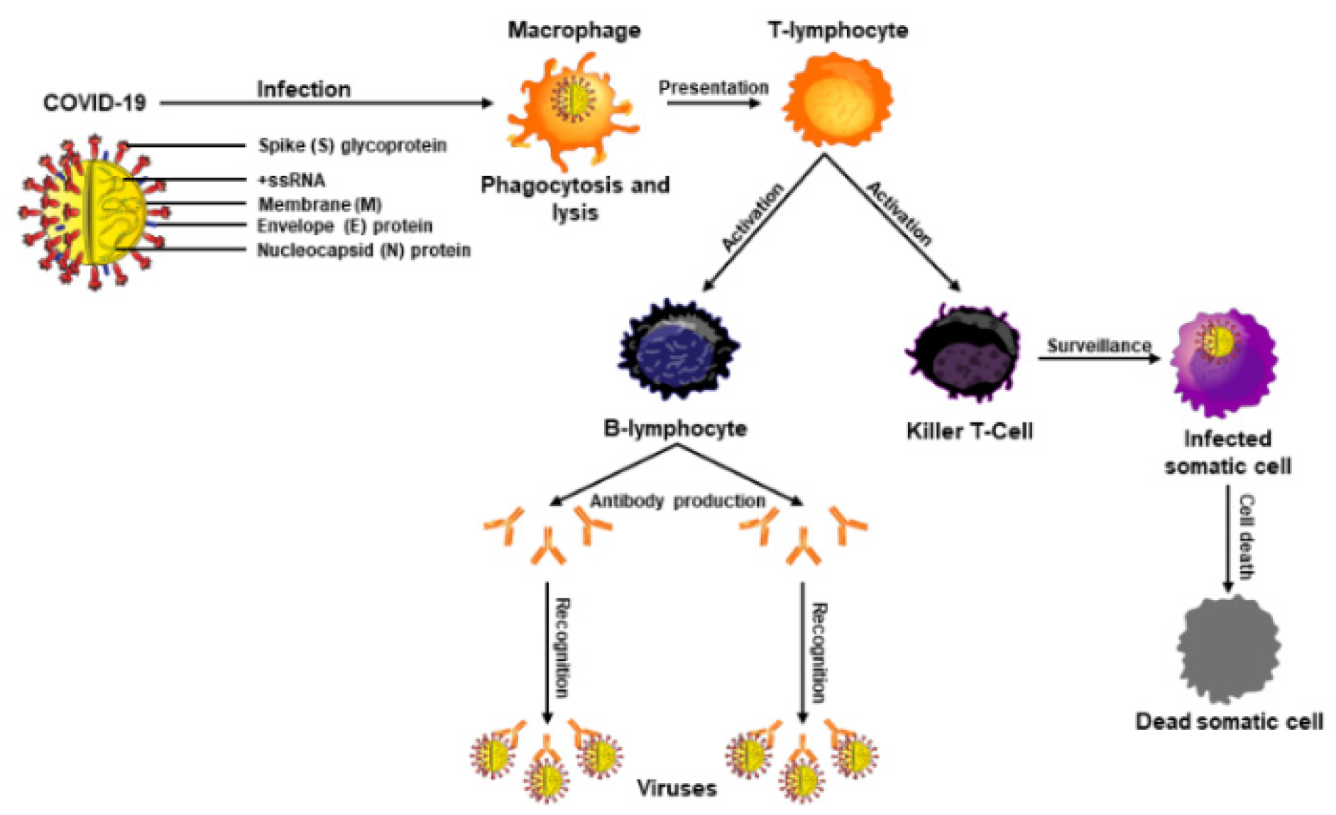 Nutrients 14 01004 g002