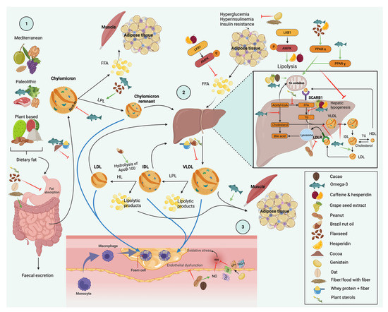 Nutrients 14 01104 g001 550