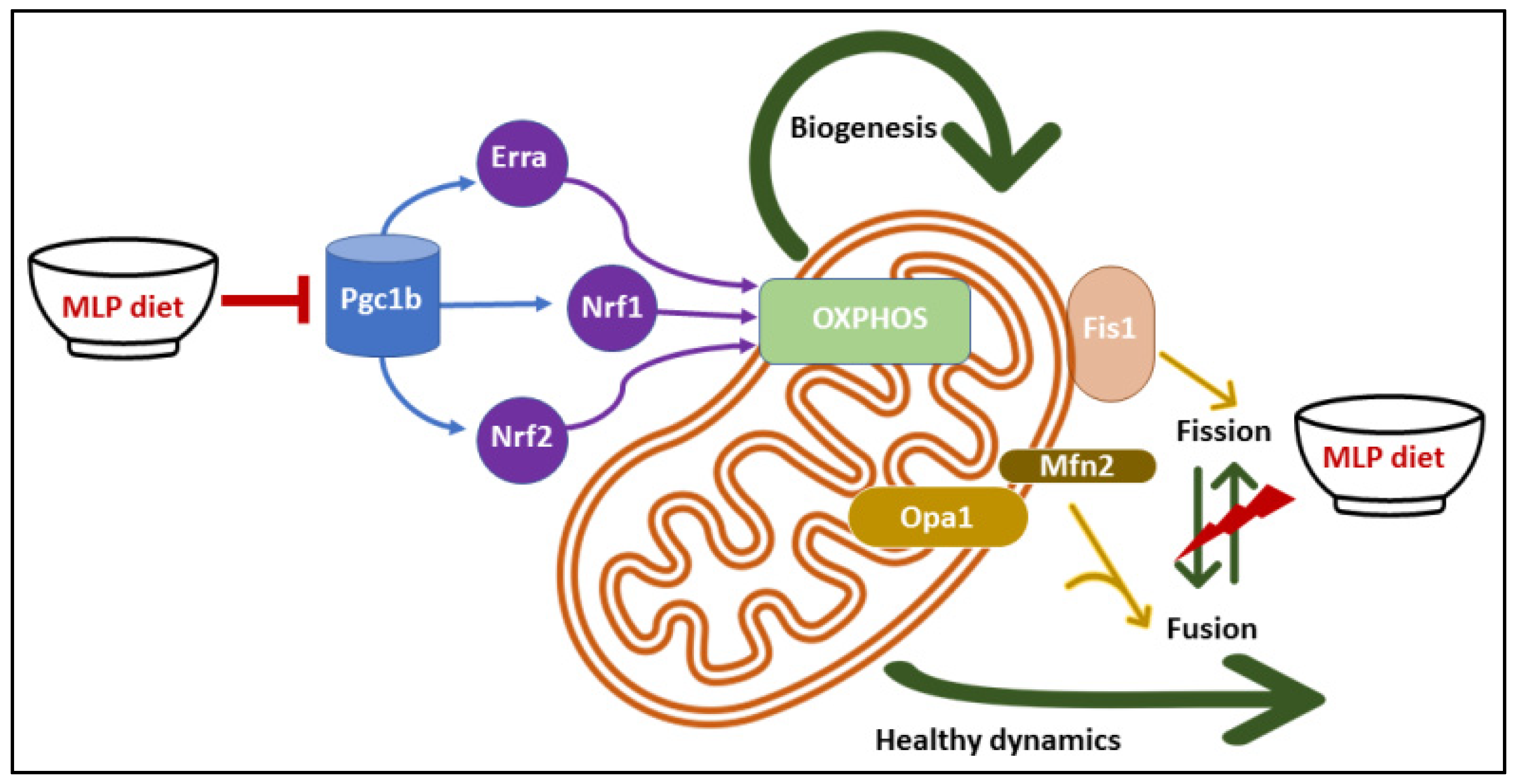 Nutrients 14 01158 g007 Nutrients 14 01158 g007