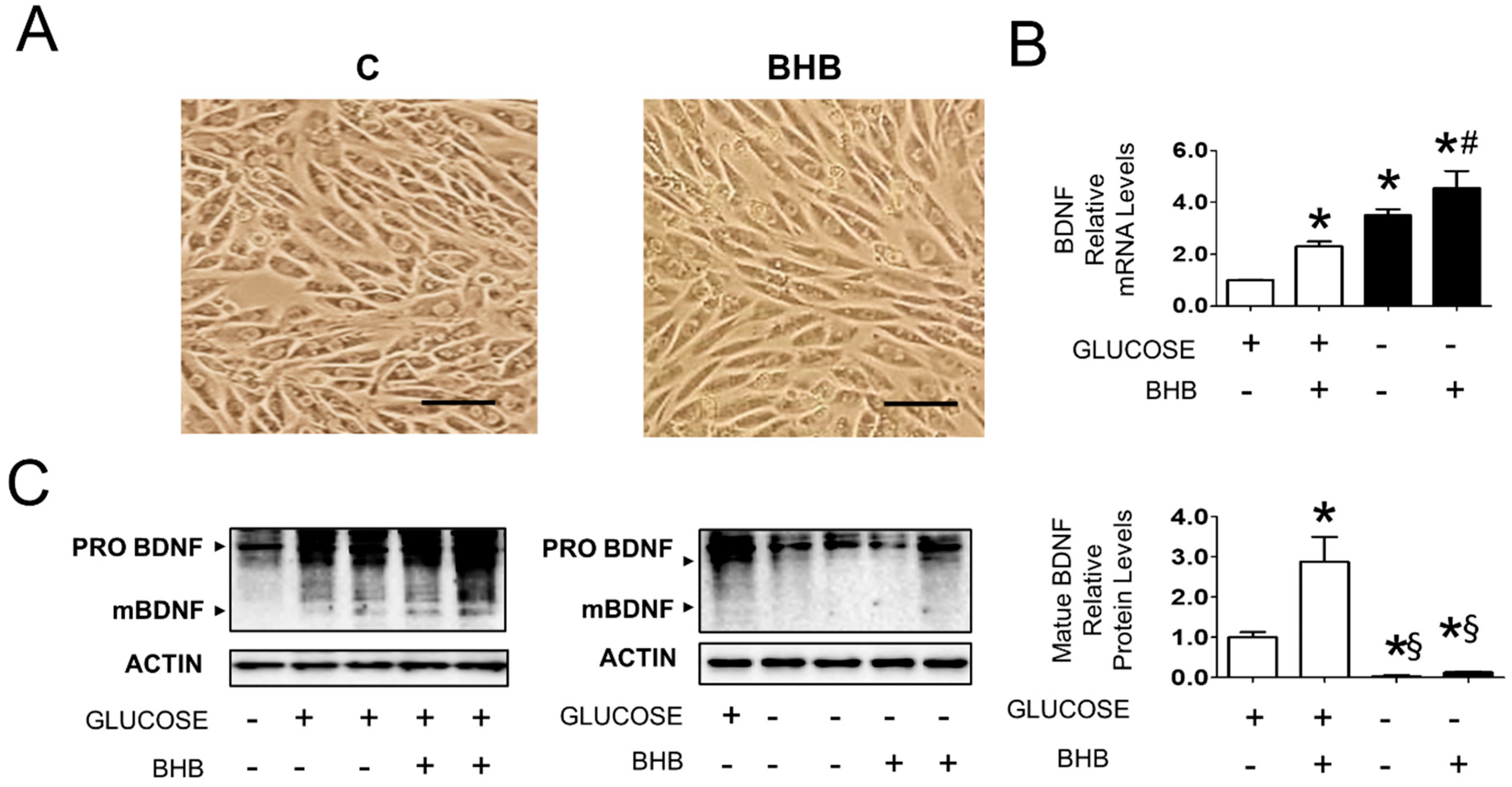 Nutrients 14 01166 g003 Nutrients 14 01166 g003