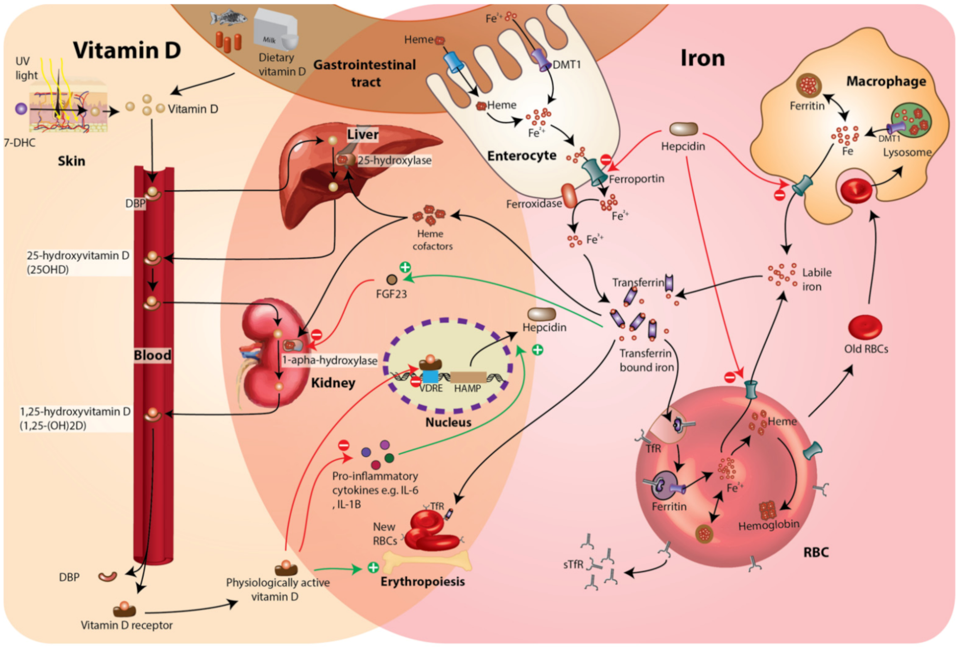 Nutrients 14 01372 g001