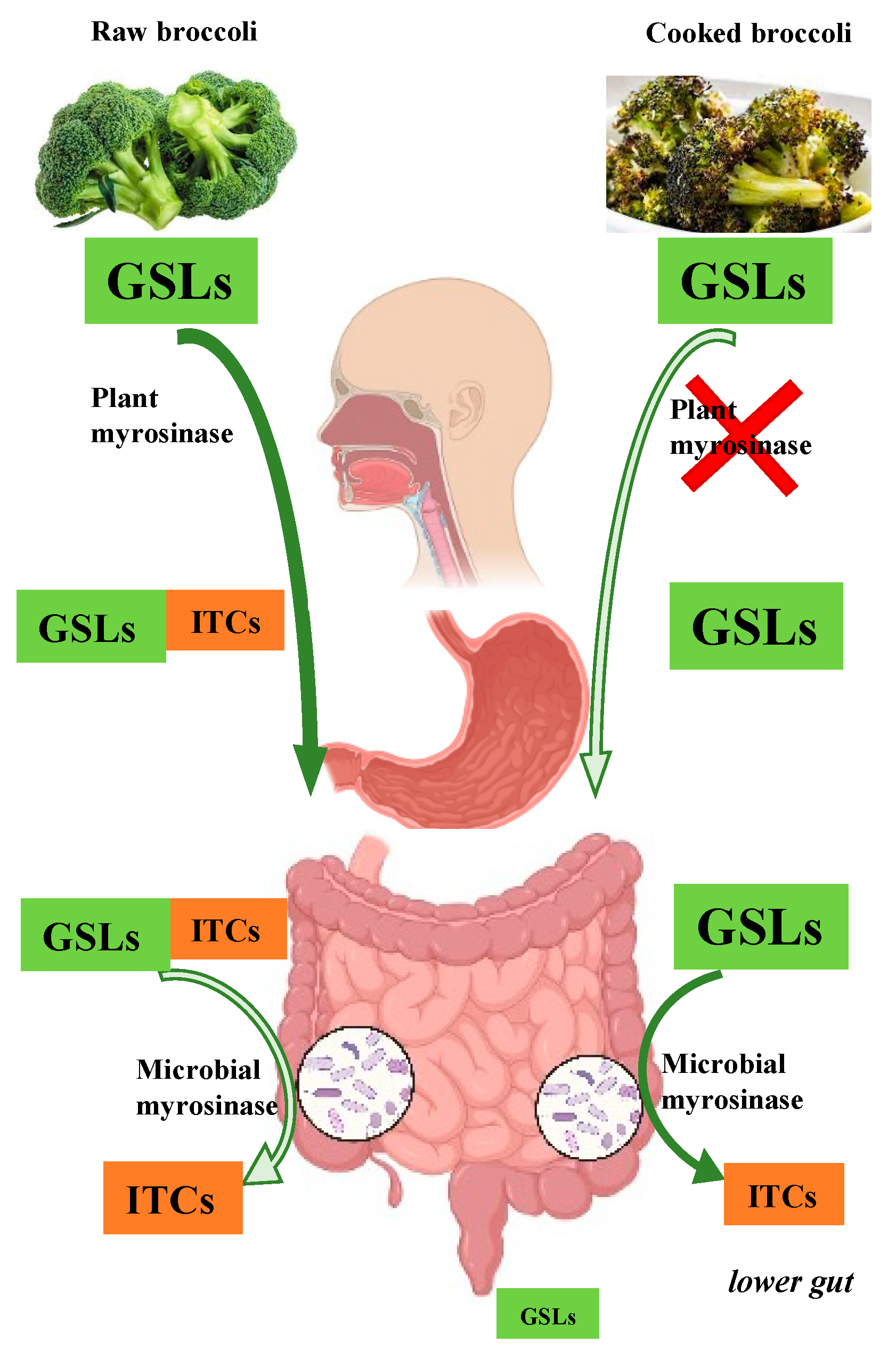 Nutrients 14 01434 g001