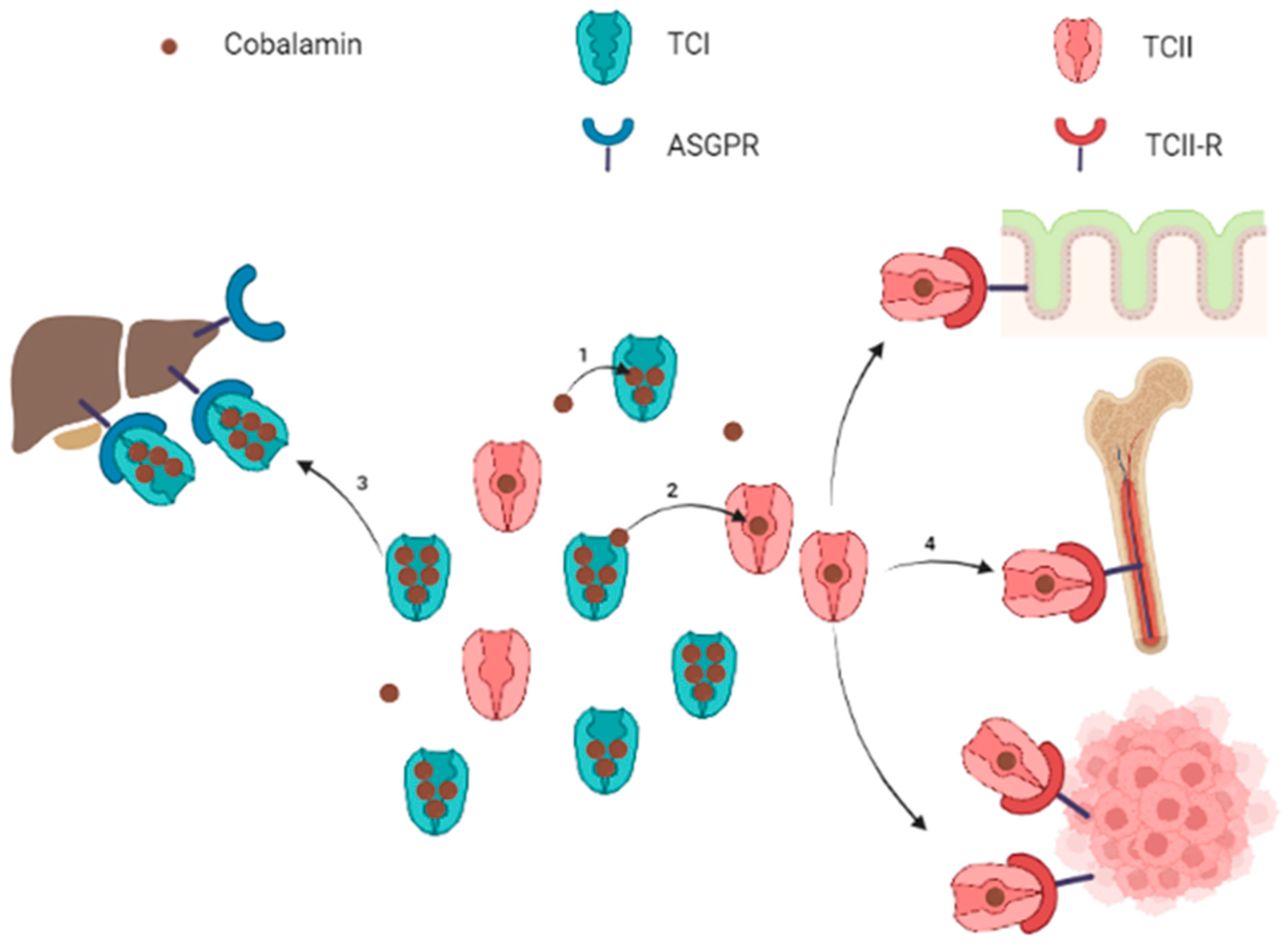 Nutrients 14 02058 g001 Nutrients 14 02058 g001