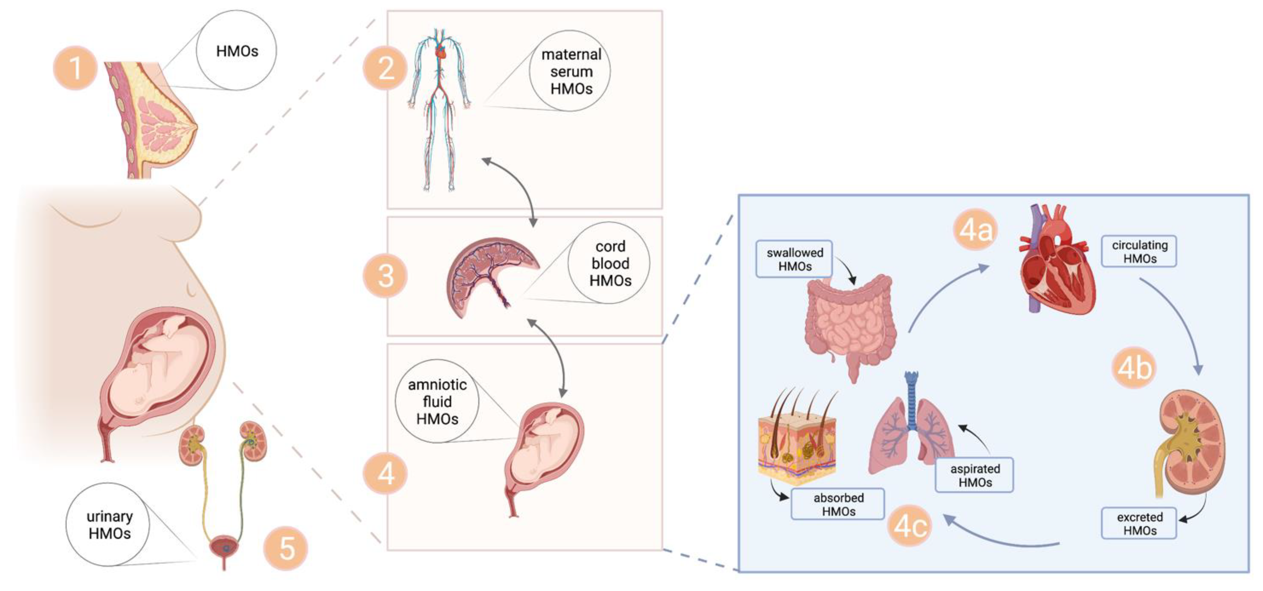 Nutrients 14 02065 g004
