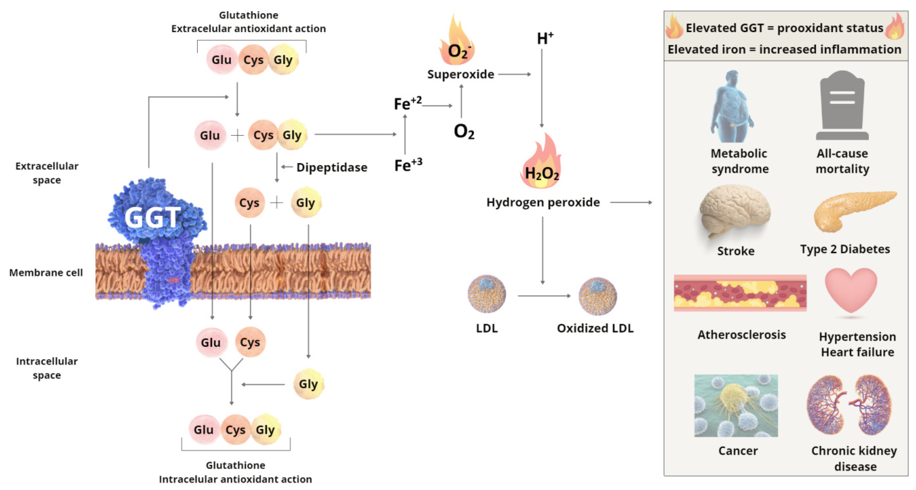Nutrients 14 02204 g001