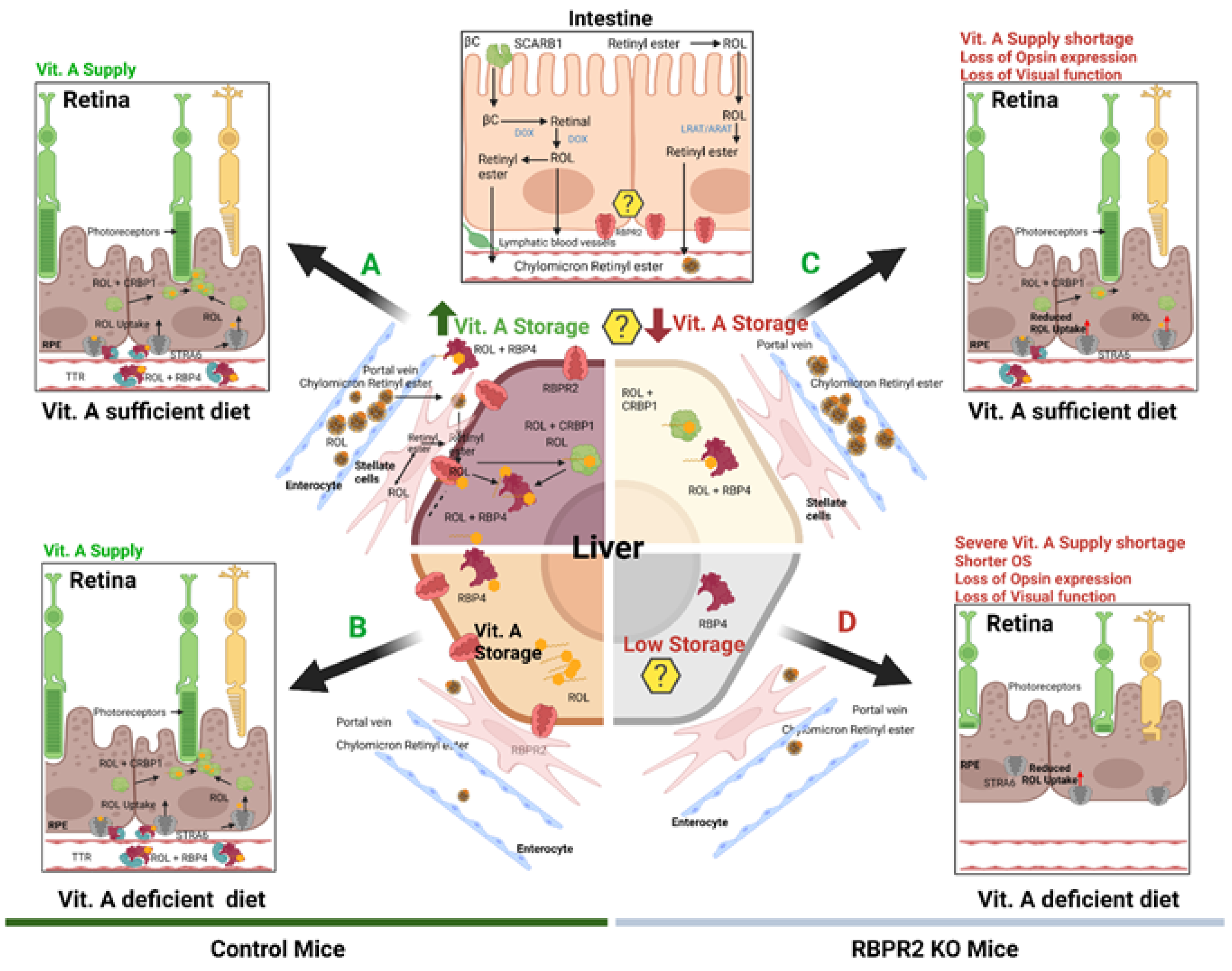 Nutrients 14 02371 g008