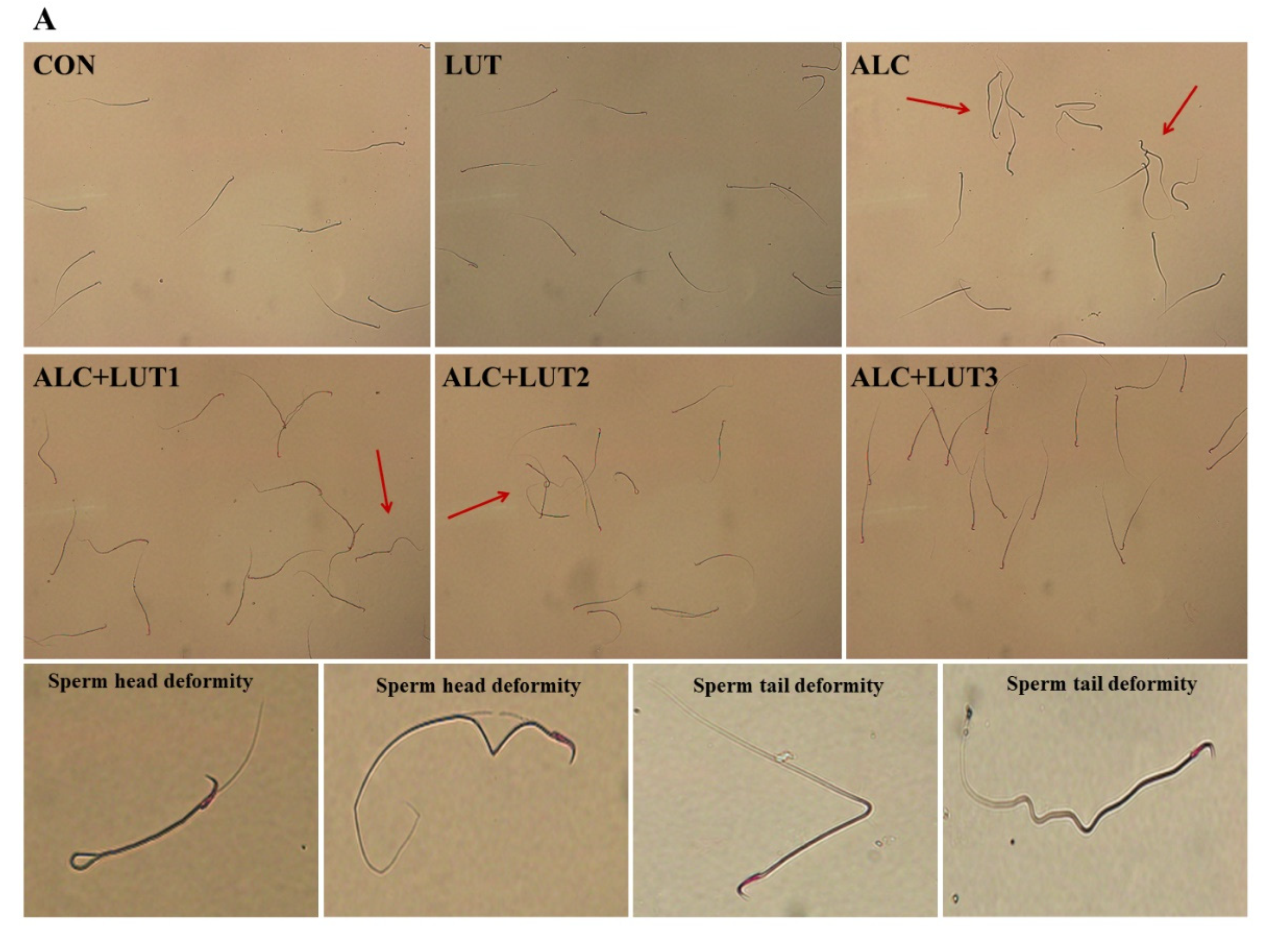 Nutrients 14 02385 g002a Nutrients 14 02385 g002a