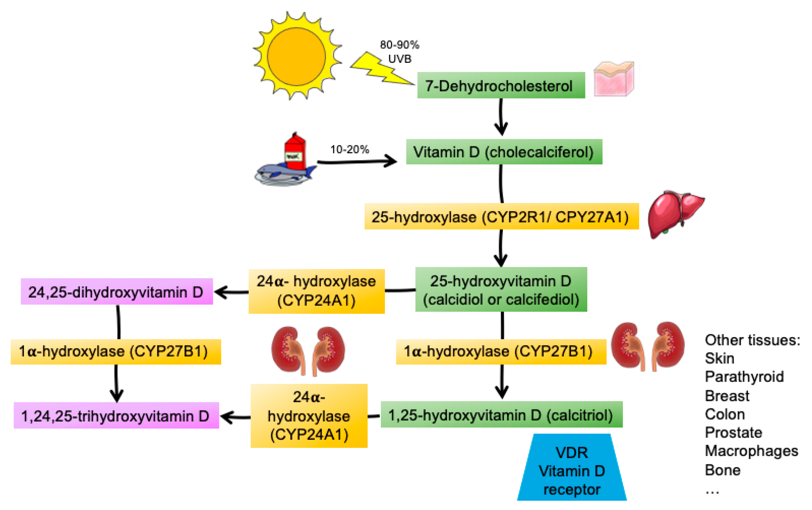 Nutrients 14 02447 g001