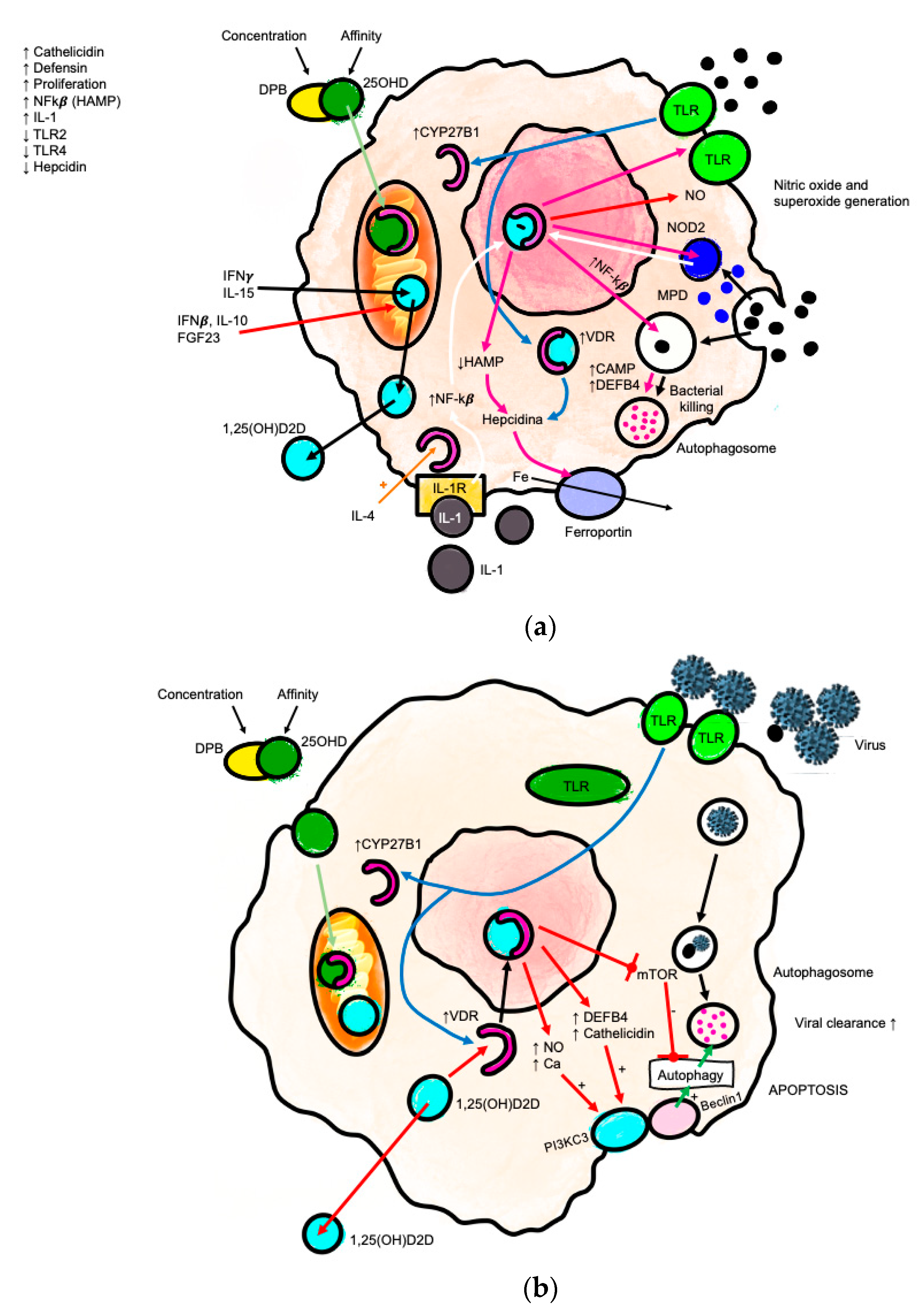 Nutrients 14 02447 g003