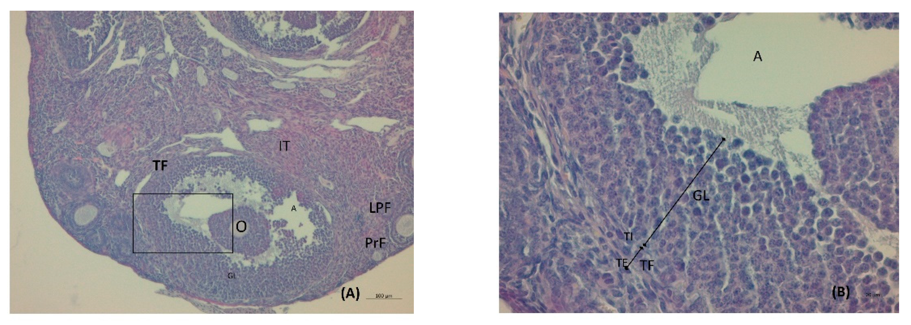 Nutrients 14 02478 g004