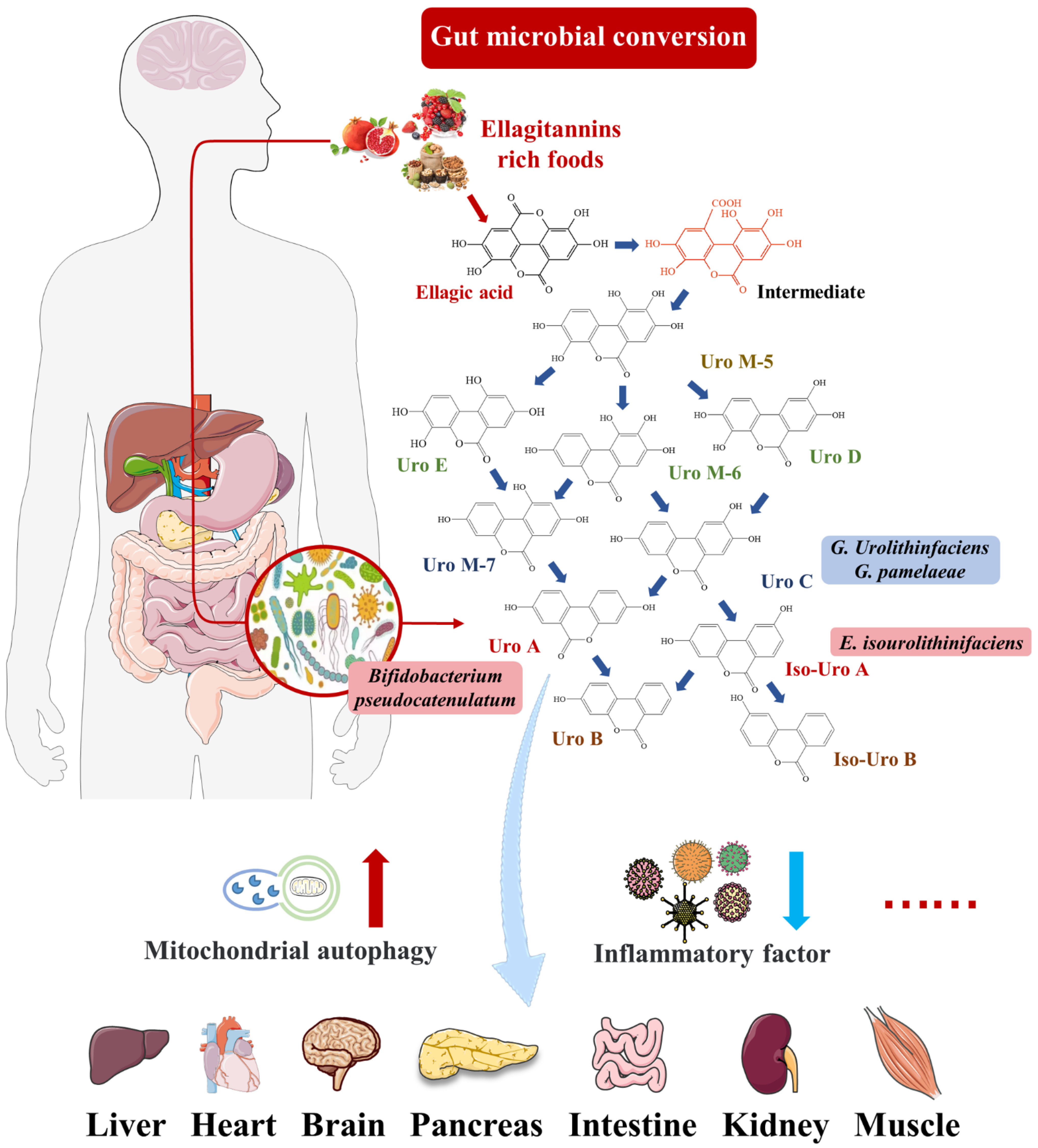 Nutrients 14 02549 g001