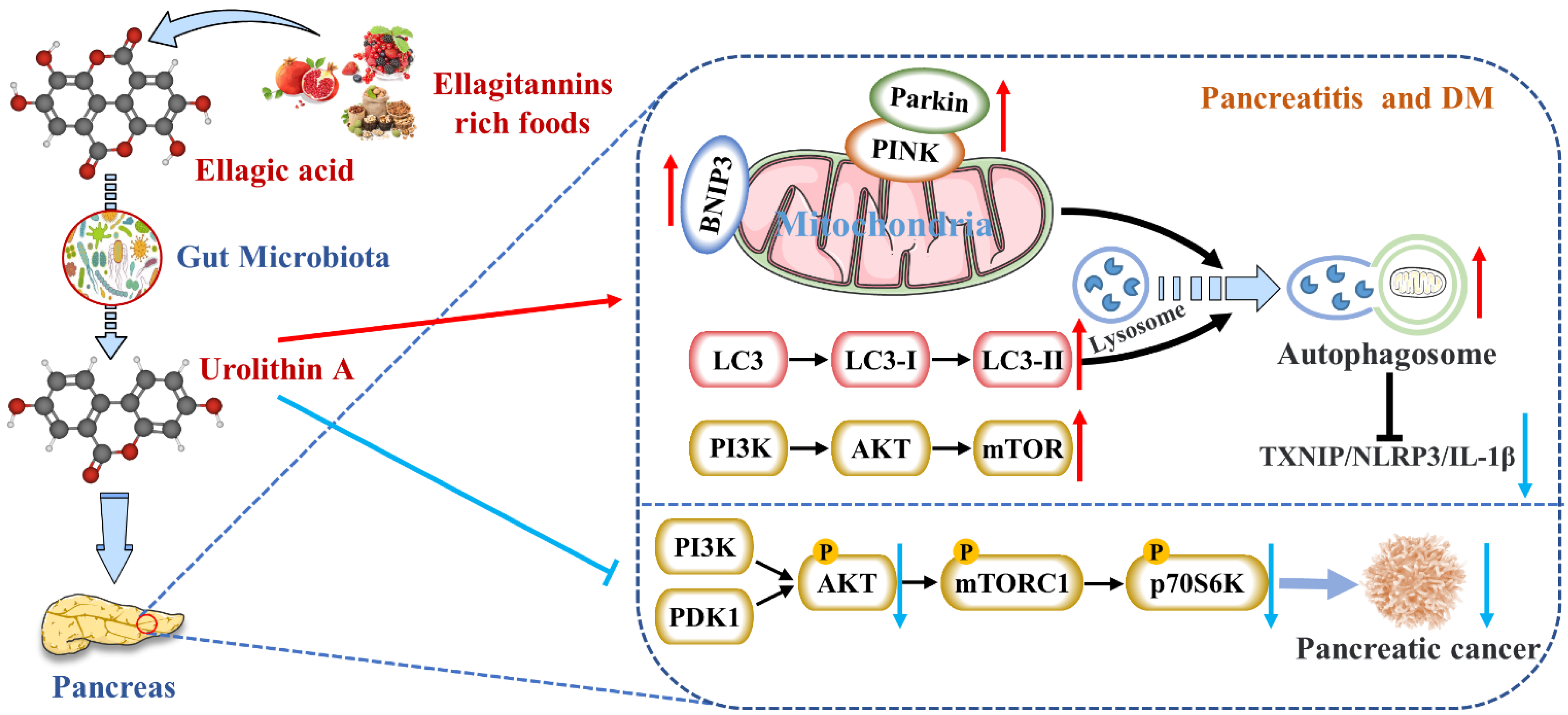Nutrients 14 02549 g002