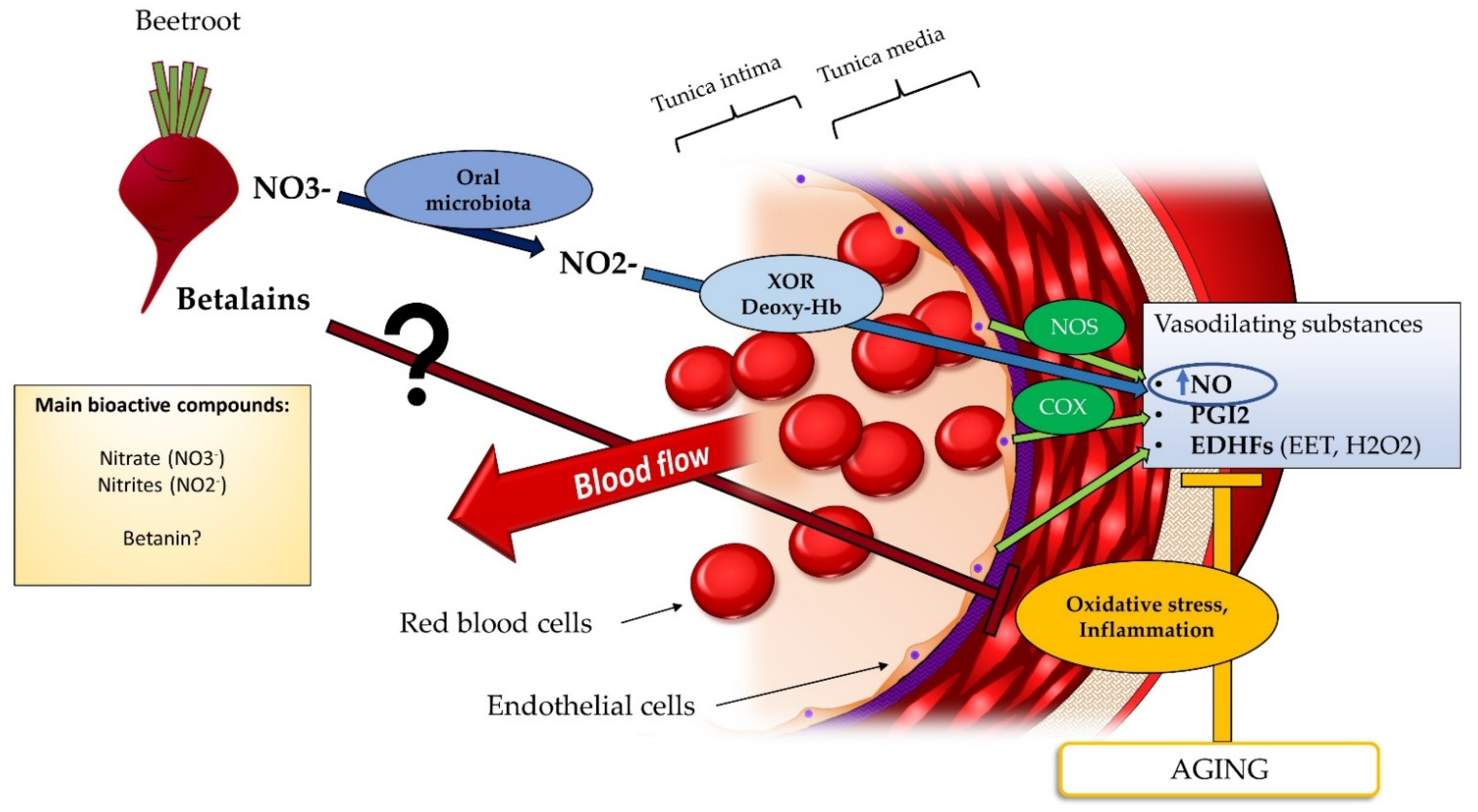 Nutrients 14 02615 g002 Nutrients 14 02615 g002