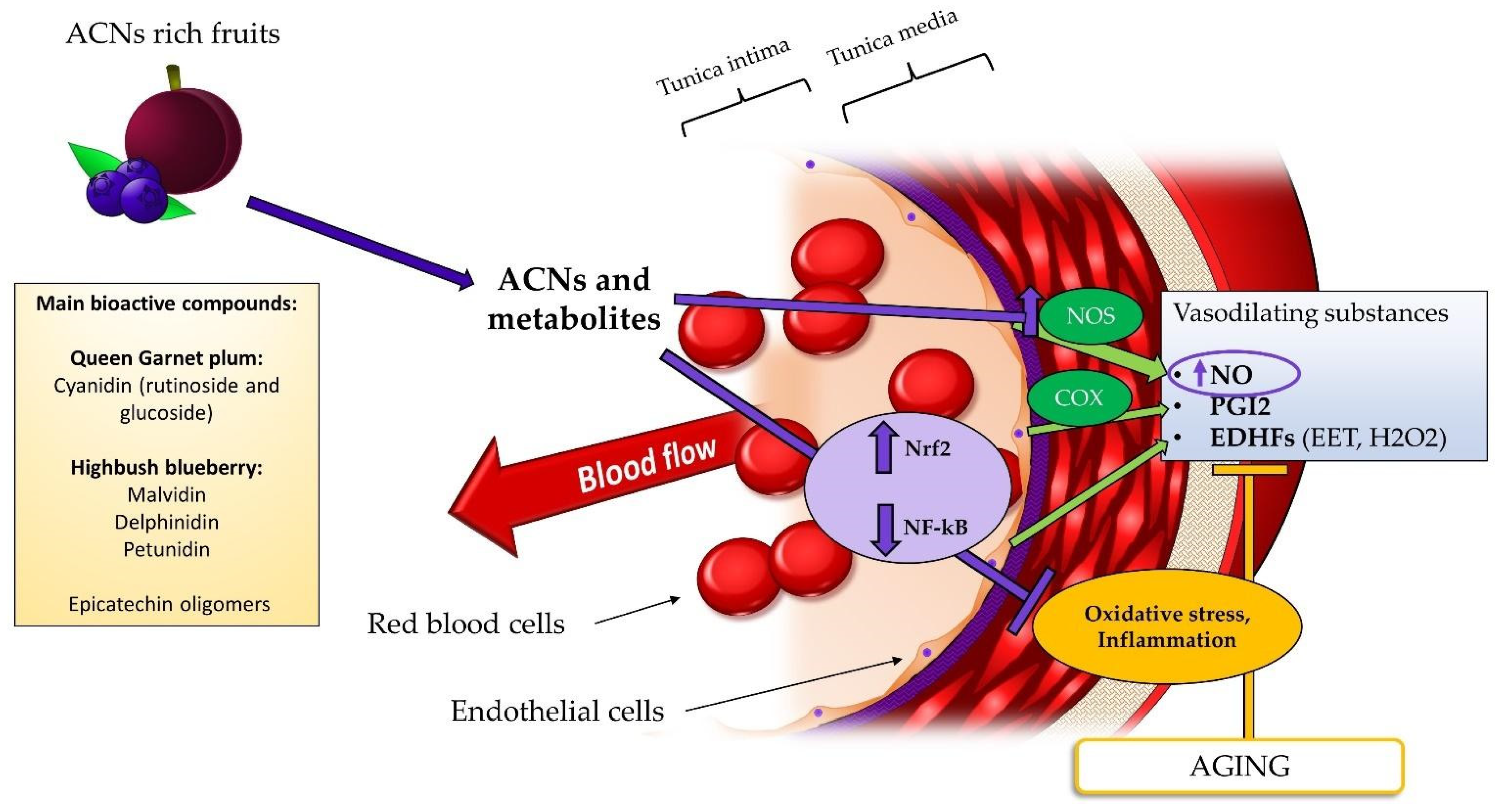 Nutrients 14 02615 g003 Nutrients 14 02615 g003
