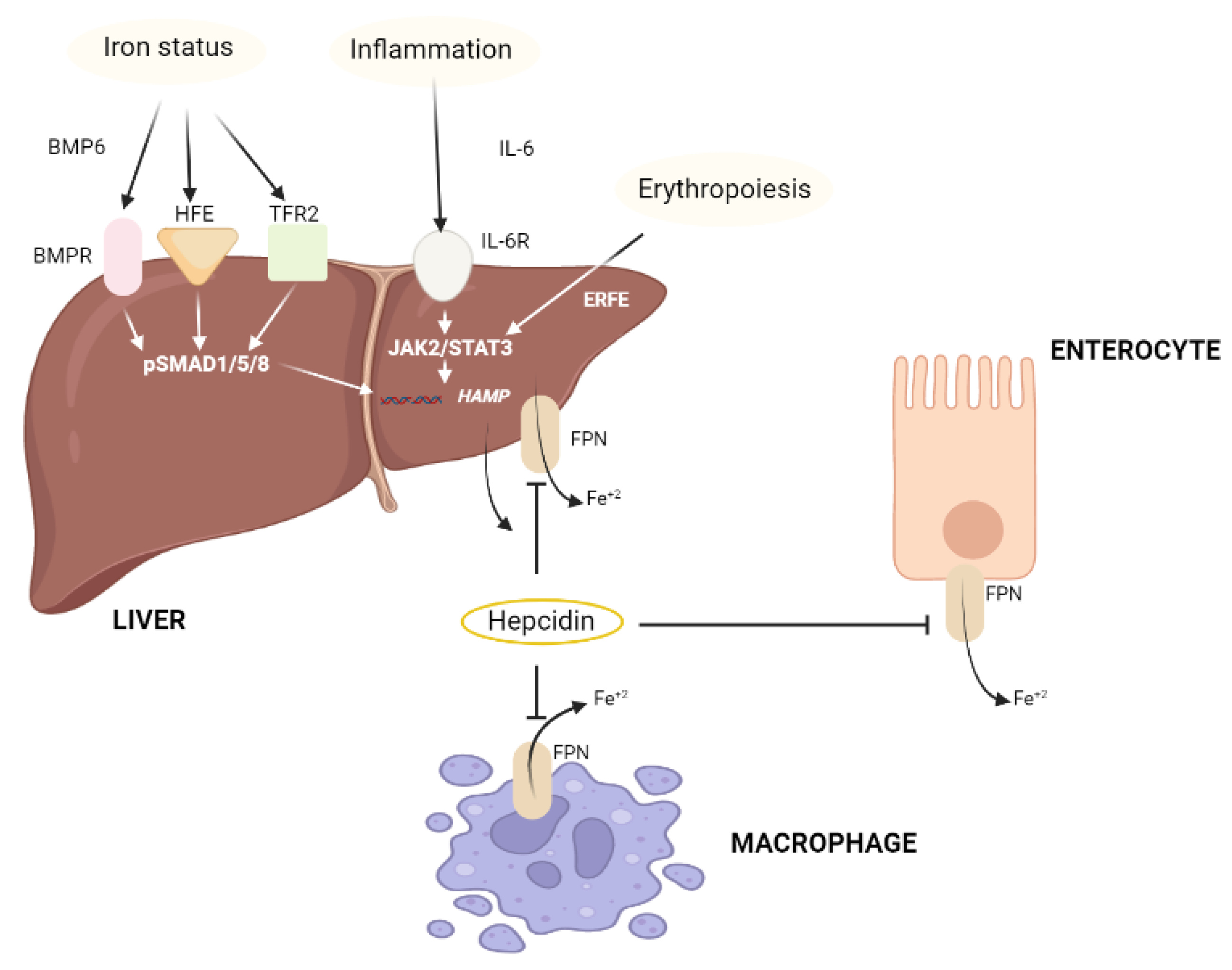 Nutrients 14 02632 g003