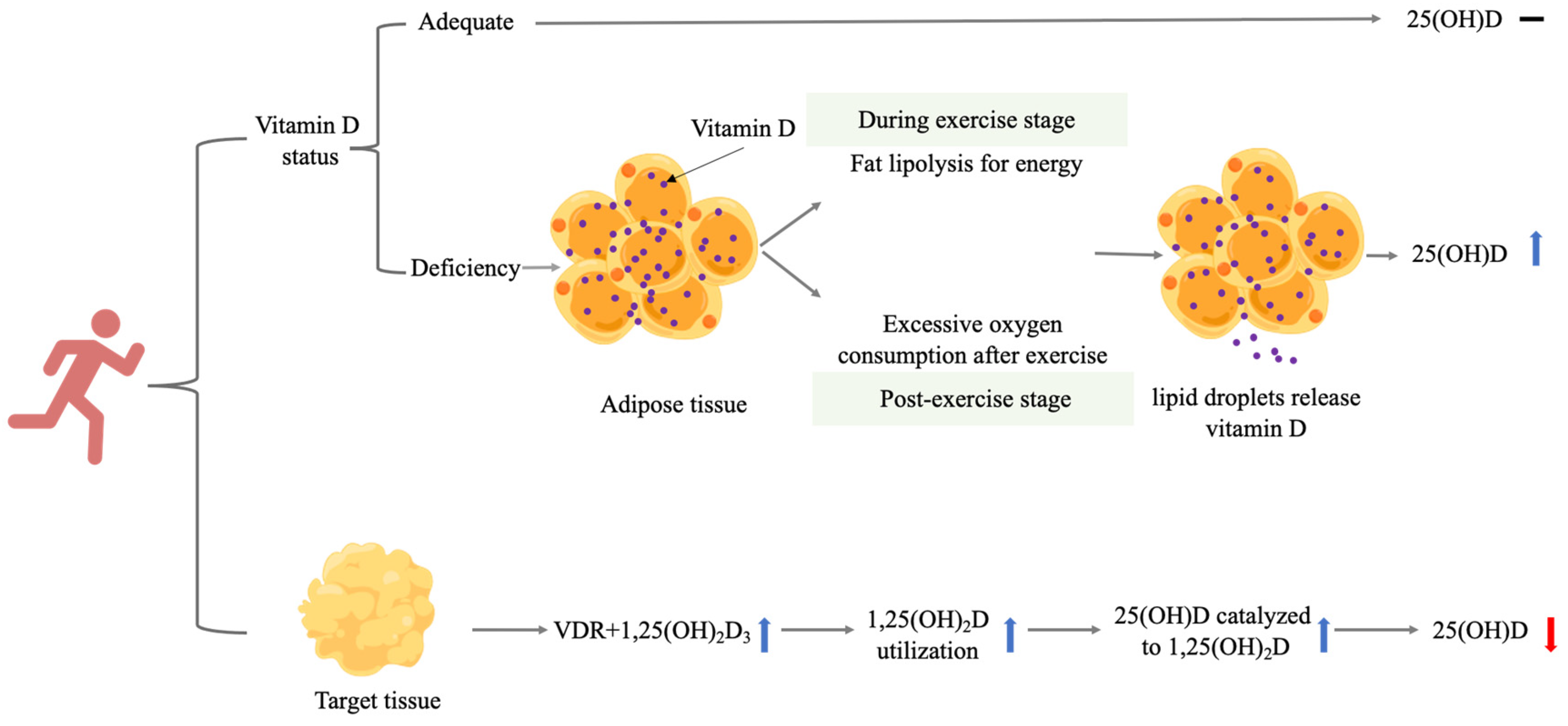 Nutrients 14 02652 g001 Nutrients 14 02652 g001