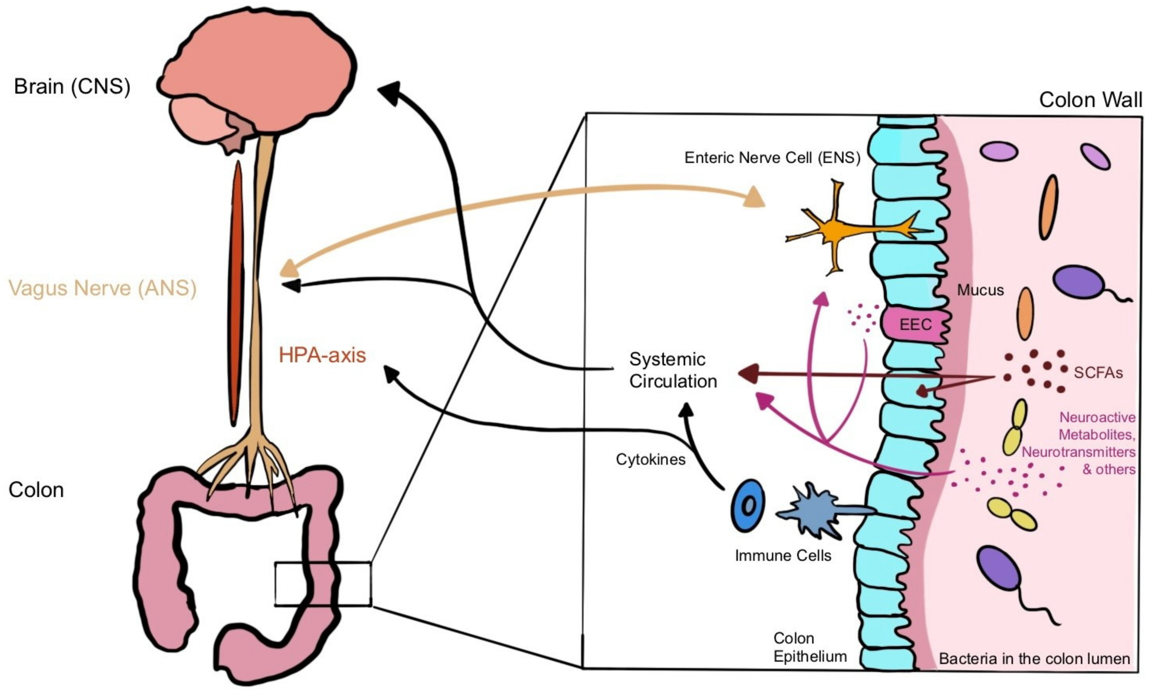 Nutrients 14 02661 g001 Nutrients 14 02661 g001