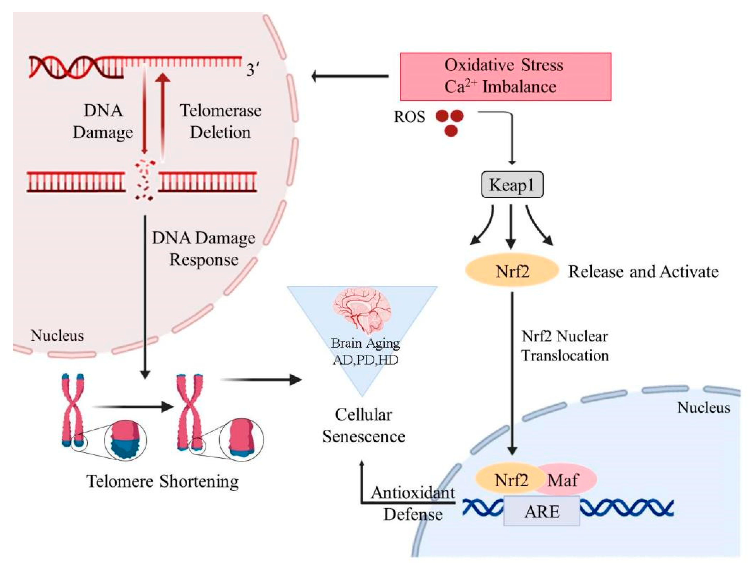 Nutrients 14 03012 g001
