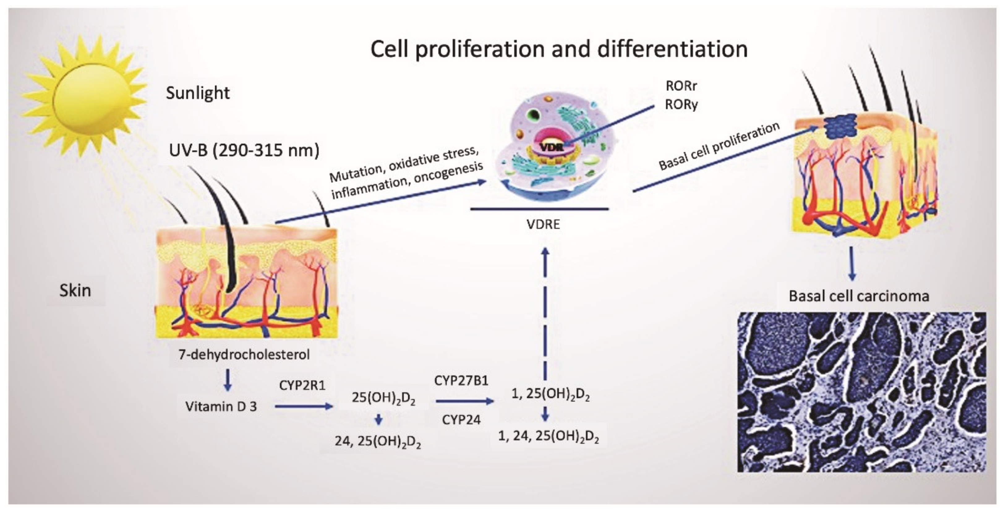 Nutrients 14 03359 g001