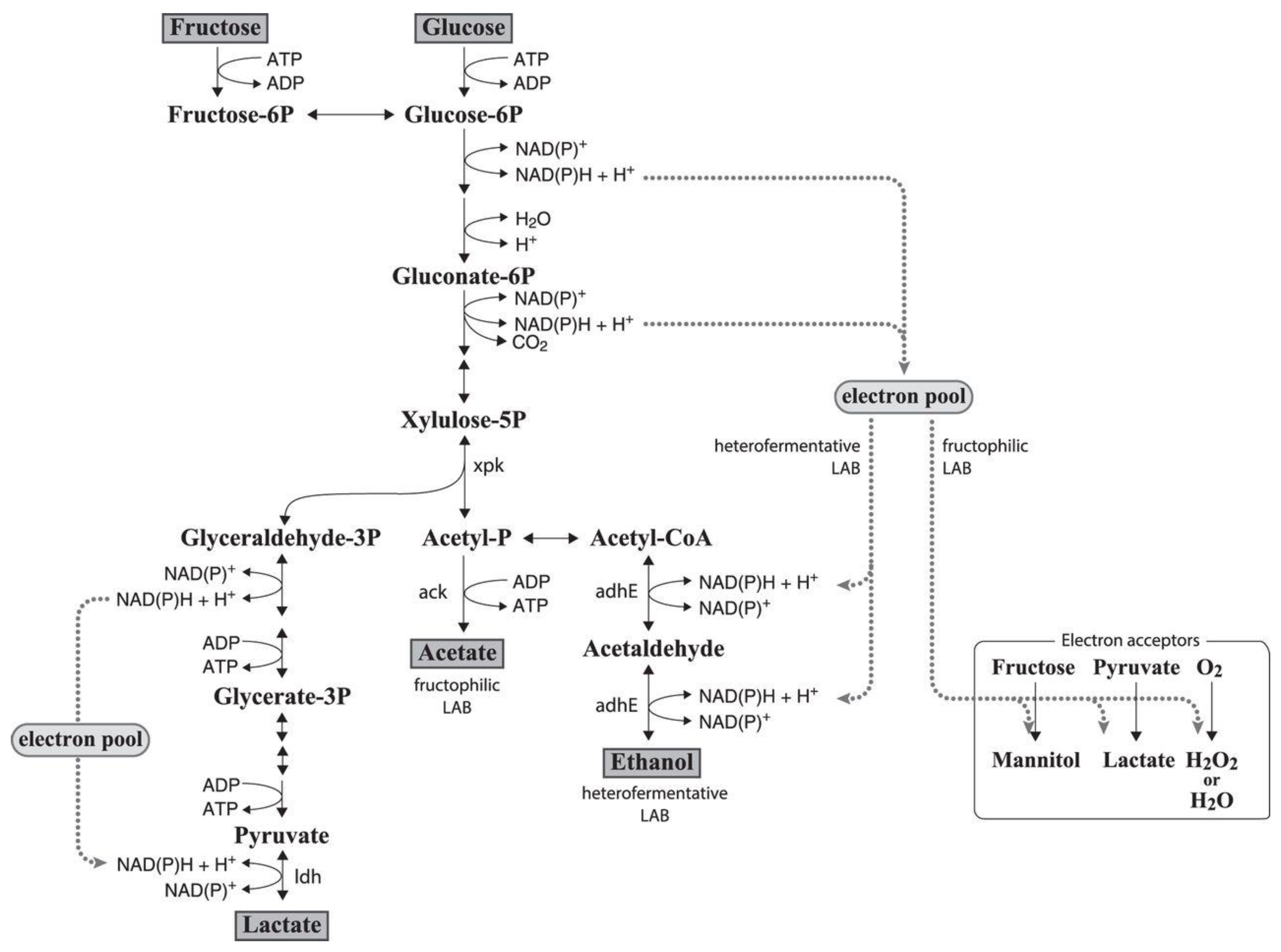 Nutrients 14 03457 g003